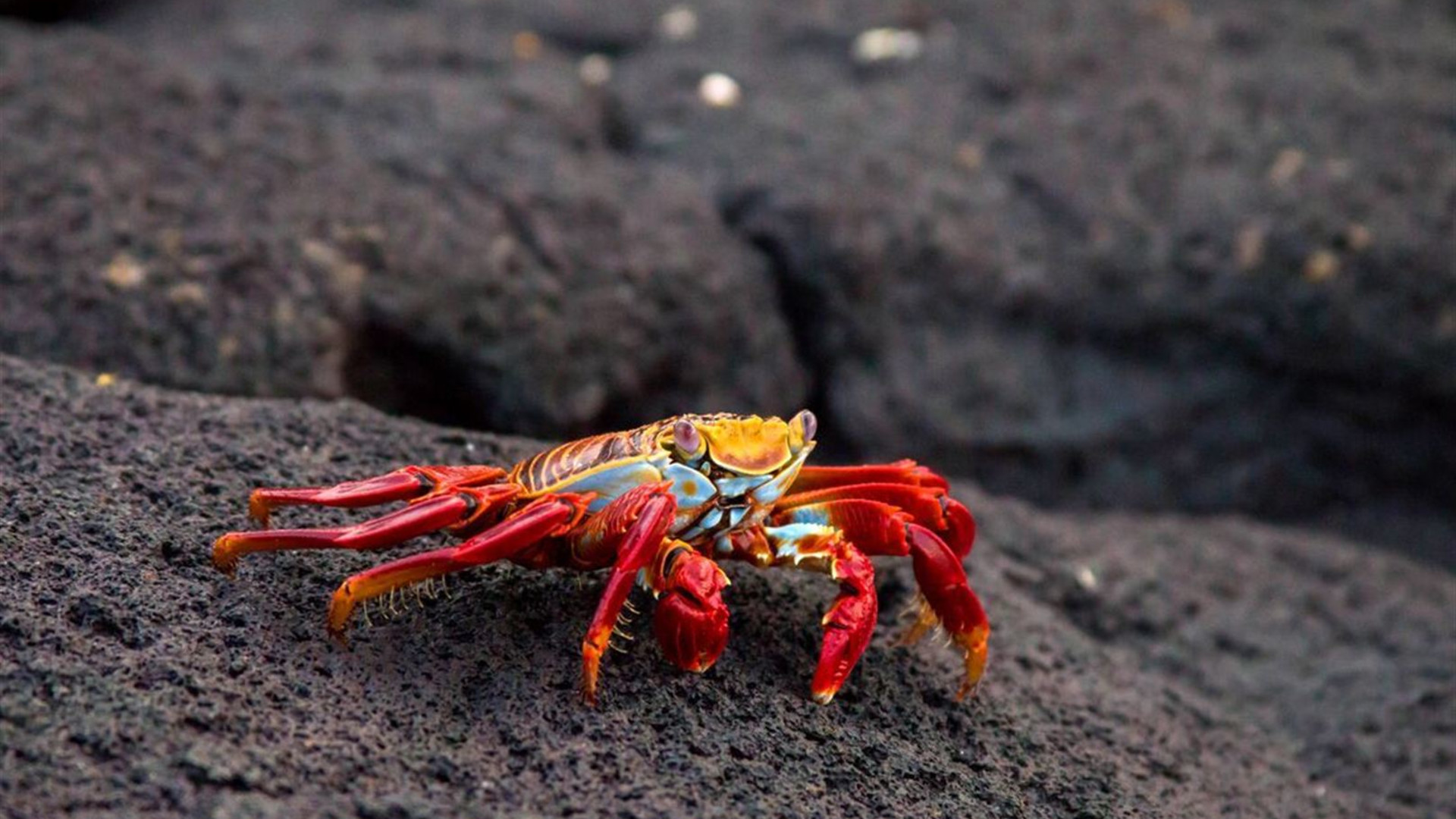 Galapagos Cruise & Peru in Depth (Grand Queen Beatriz)