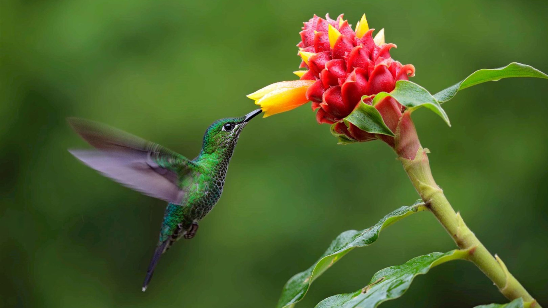 Costa Rica Nature Adventure