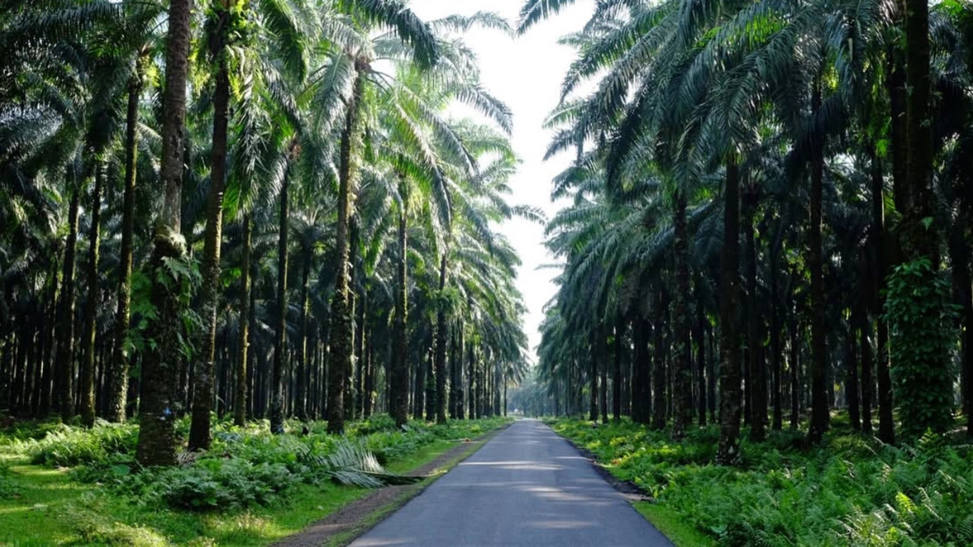 Sumatra to Bali: Wildlife, Waves & Wilderness