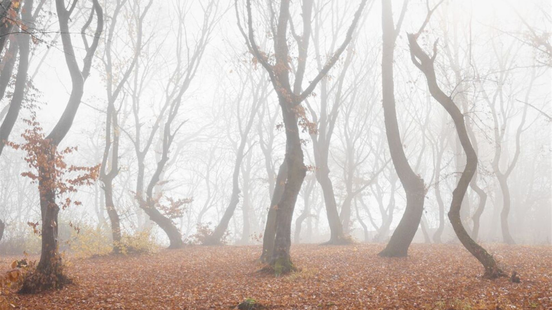 Halloween in Transylvania (Southbound)