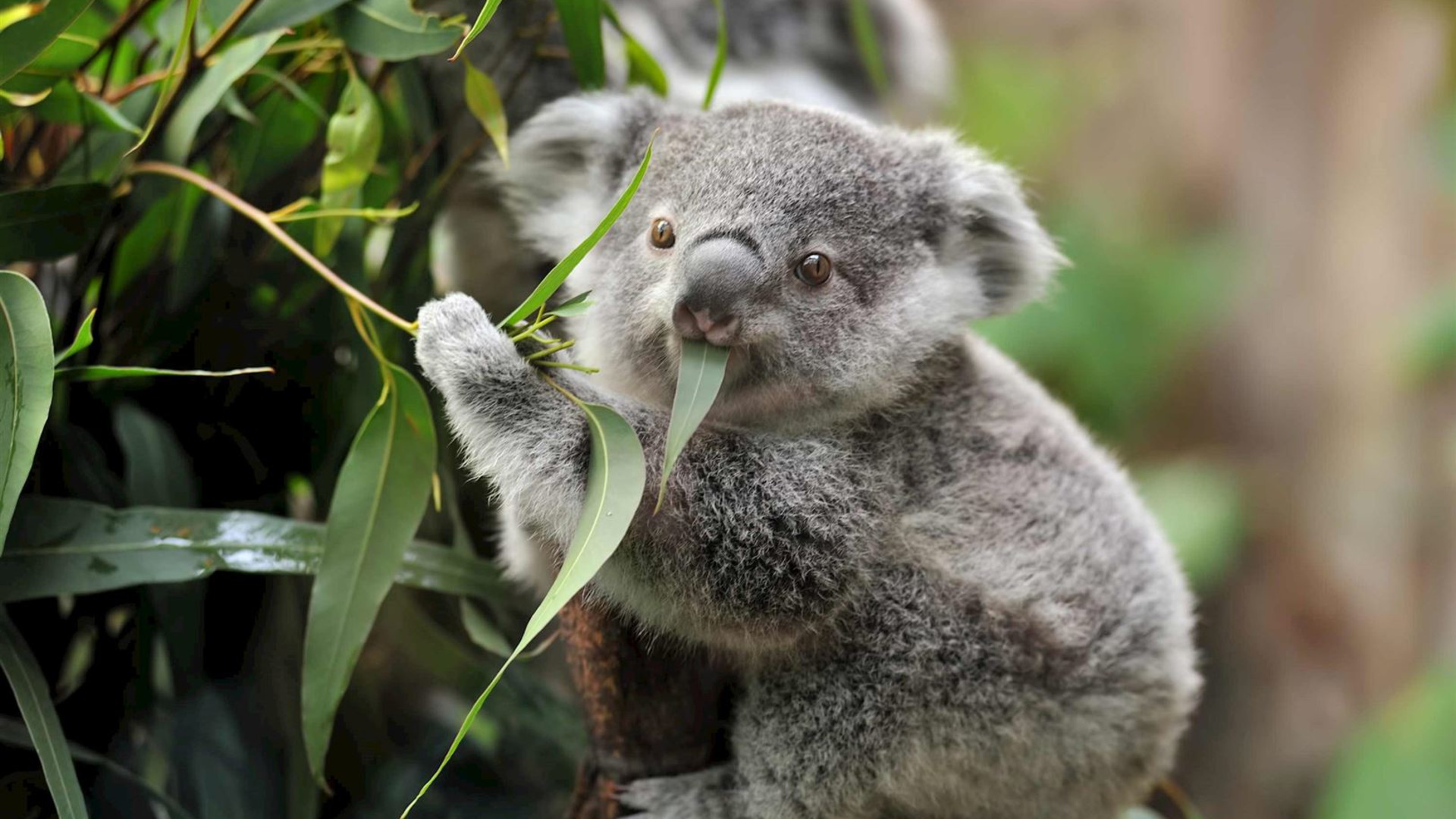 Highlights of Australia and New Zealand