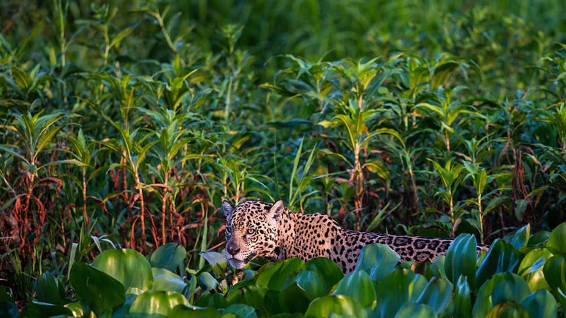 Pantanal - Land of the Jaguar