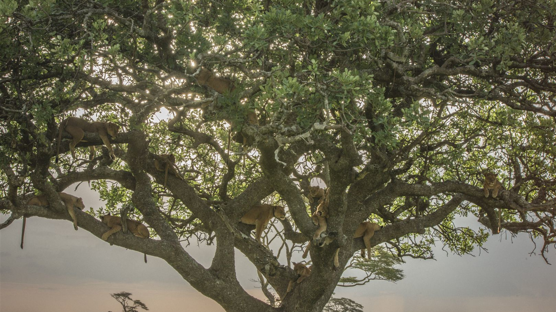 Tansania: Schimpansen-Trekking & Safari in der Serengeti