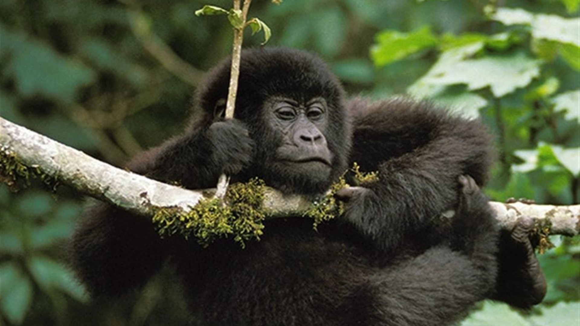 Signature: Kenya & Rwanda — From the Mara to the Mist