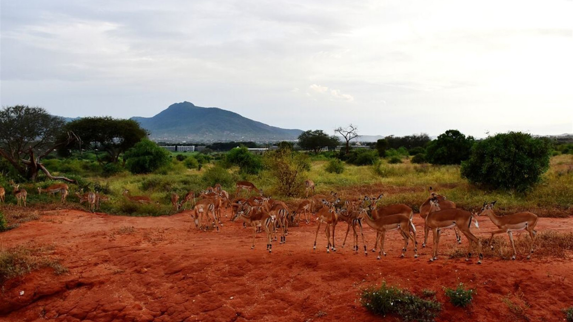 Kenya by Rail: Trains, Safaris & Beaches 