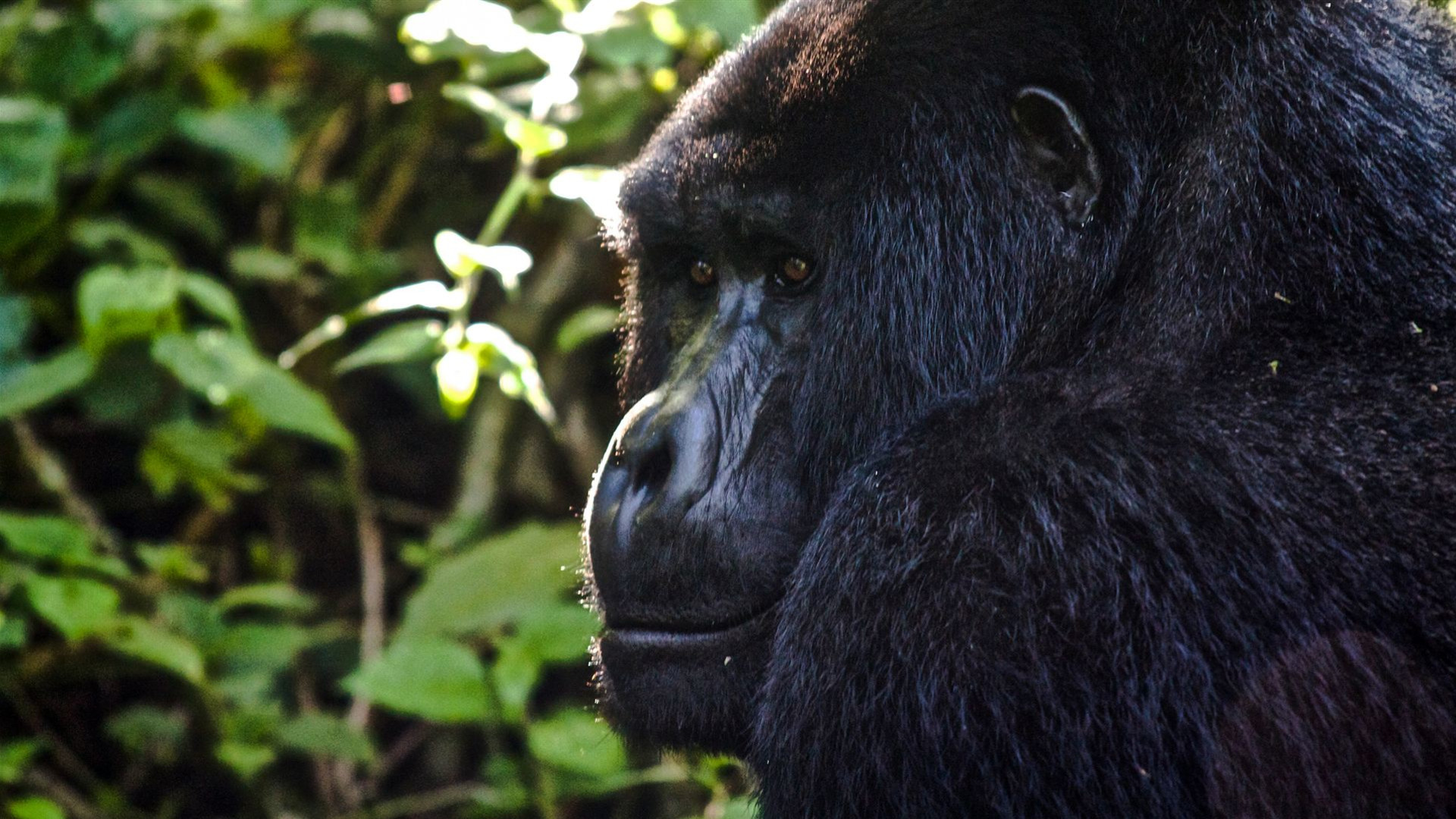Von Uganda nach Ruanda: Gorilla Treks & Safaris