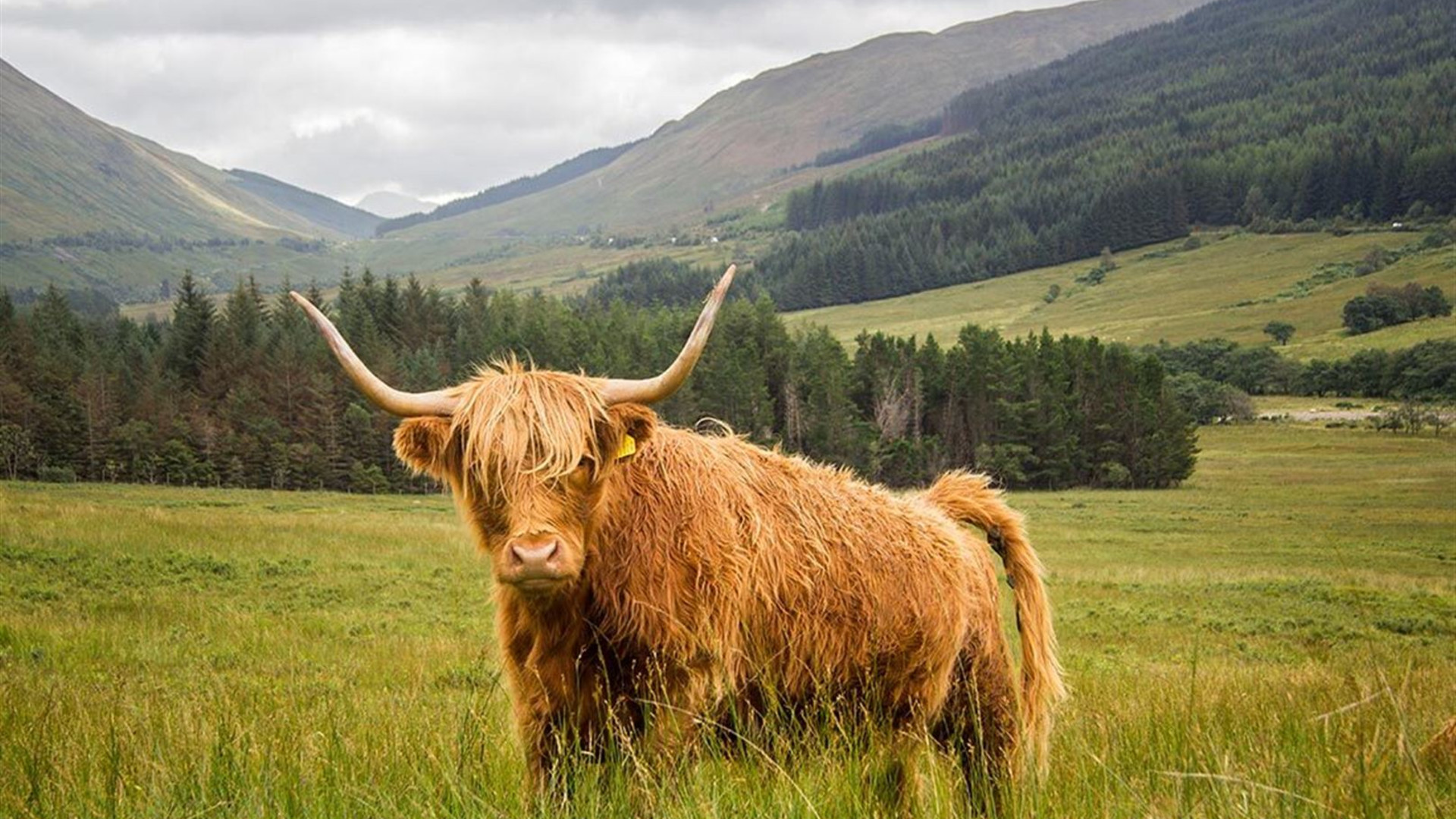 Classic Walks of Scotland
