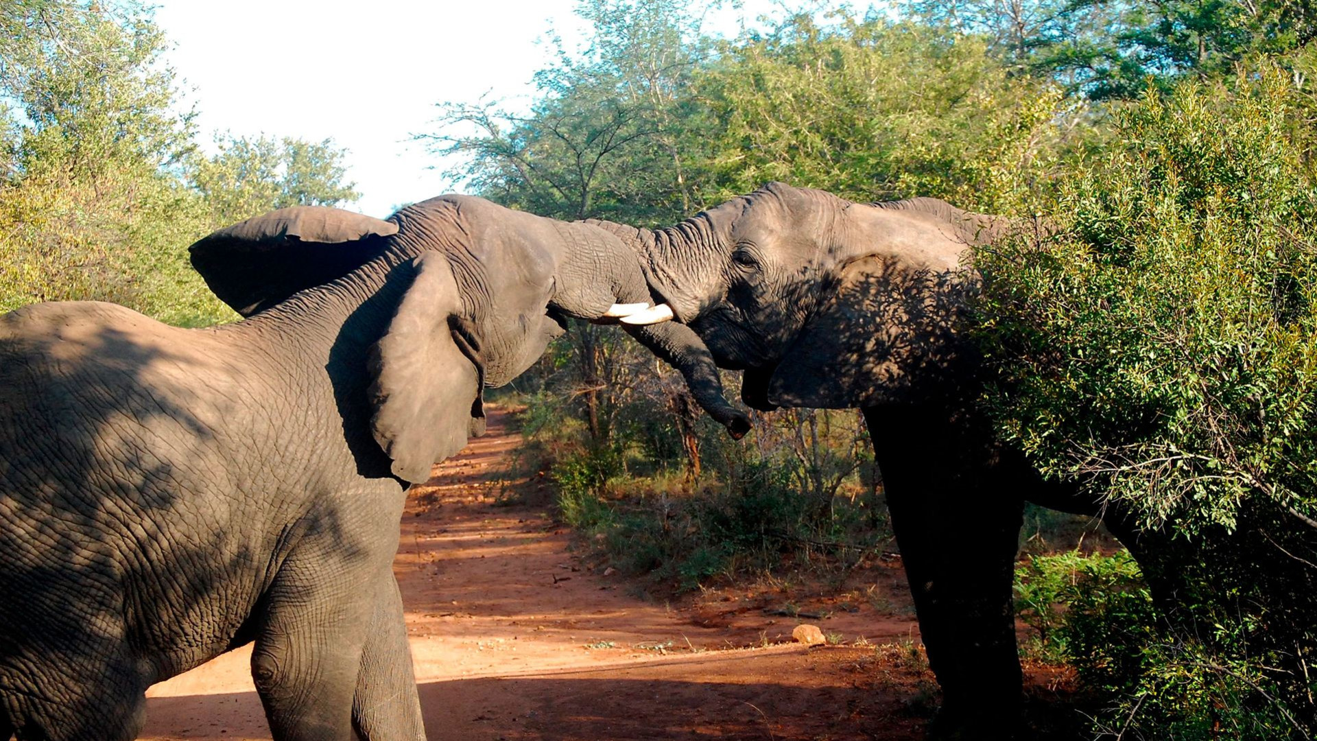 Das Beste aus Afrikas Tierwelt: Kapstadt, Kruger, Hwange und Chobe