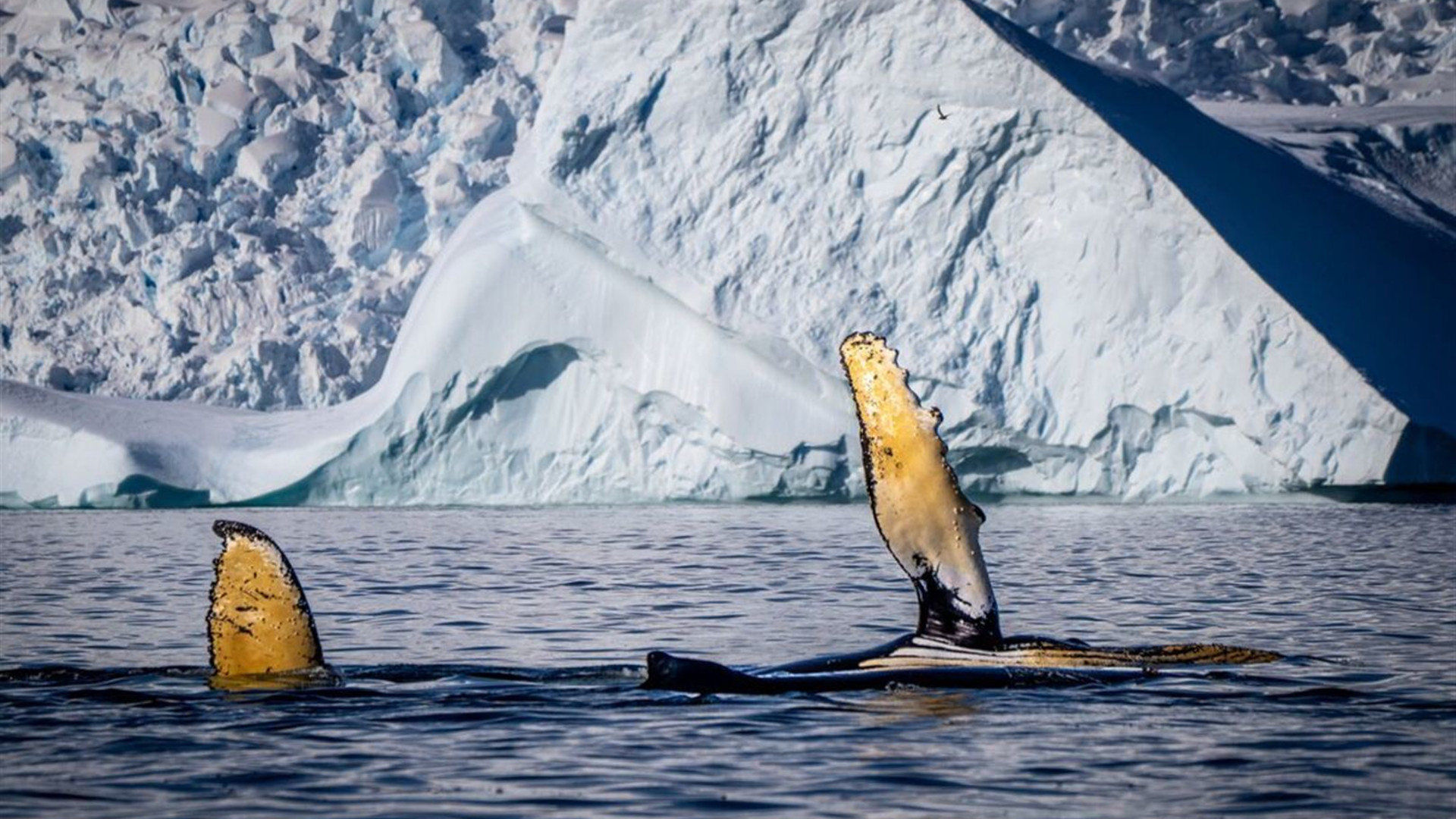 Celebrating New Year's in Antarctica (Ocean Nova) 