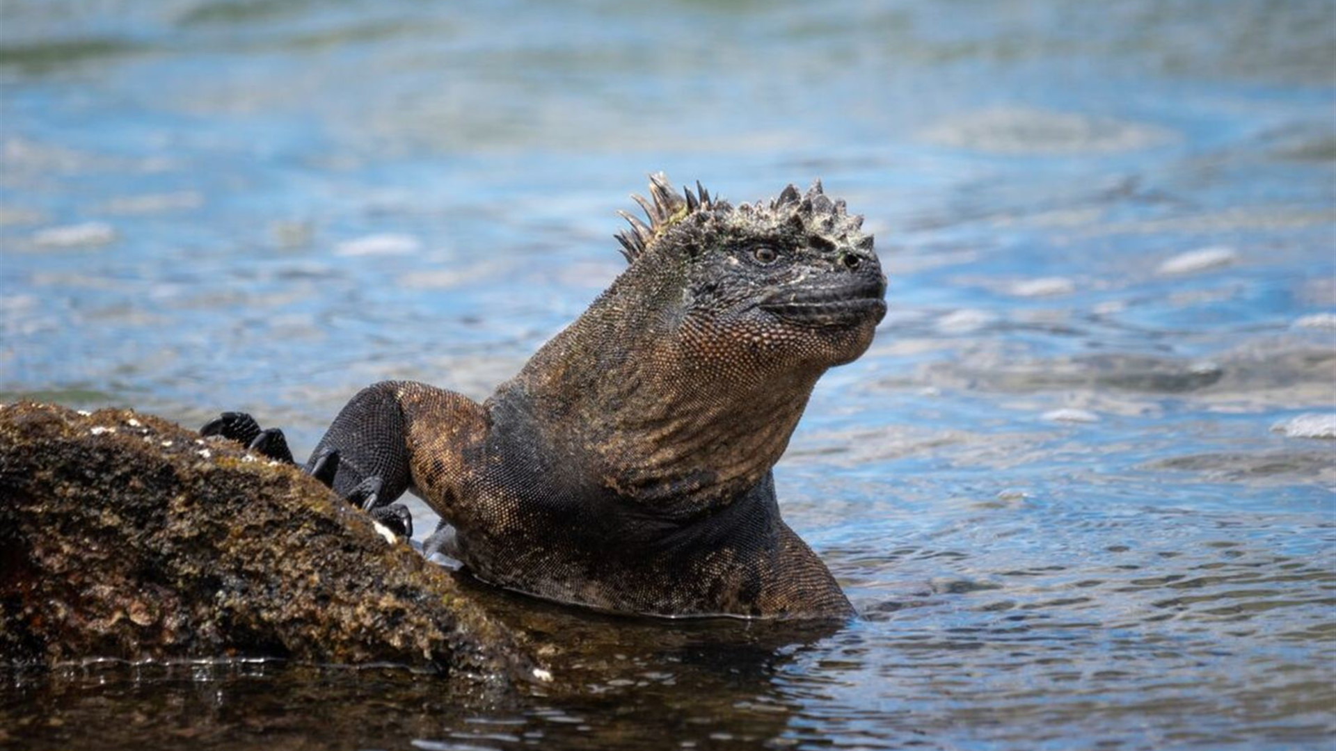 Majestic Peru & Southern Galapagos Cruise (Grand Queen Beatriz)