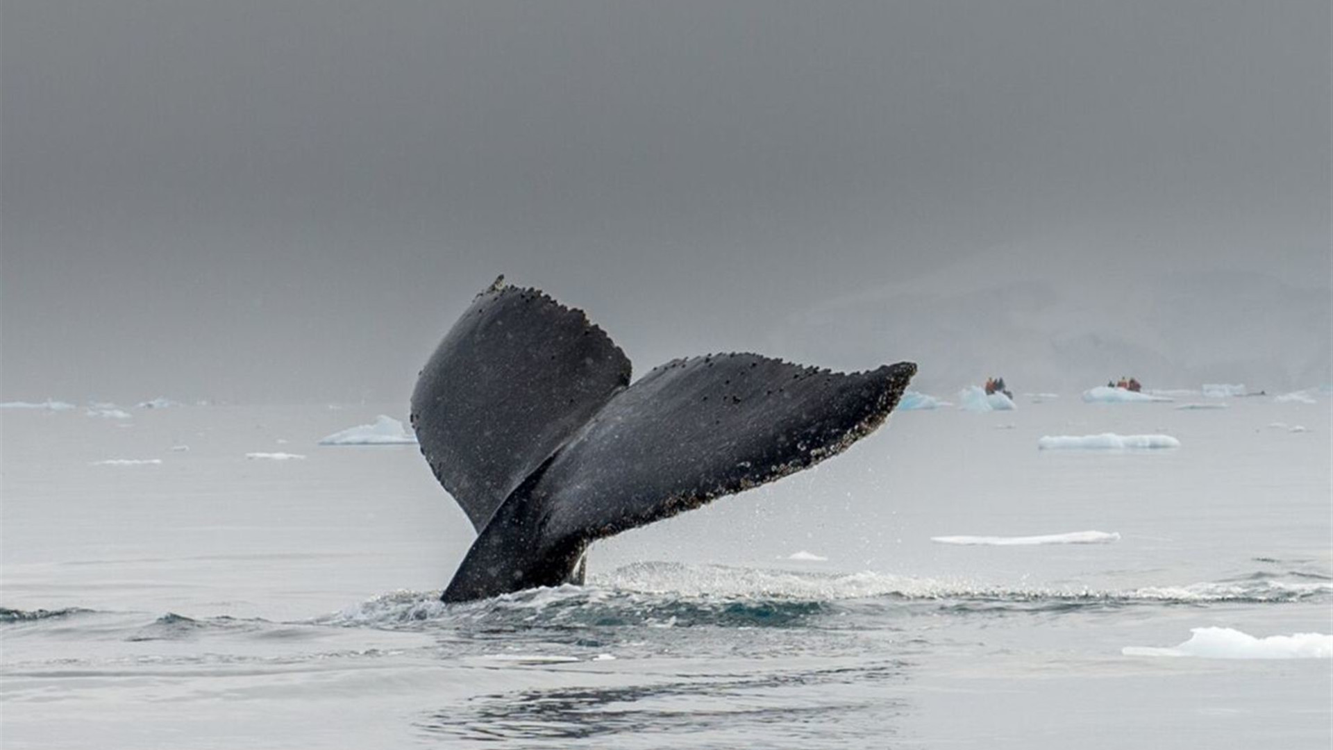 Crossing the Antarctic Circle (Ocean Albatros)