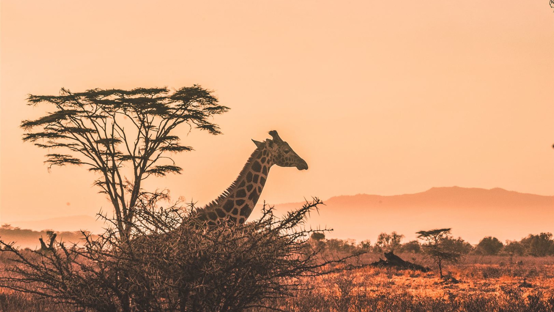 Wilderness of Southern Africa