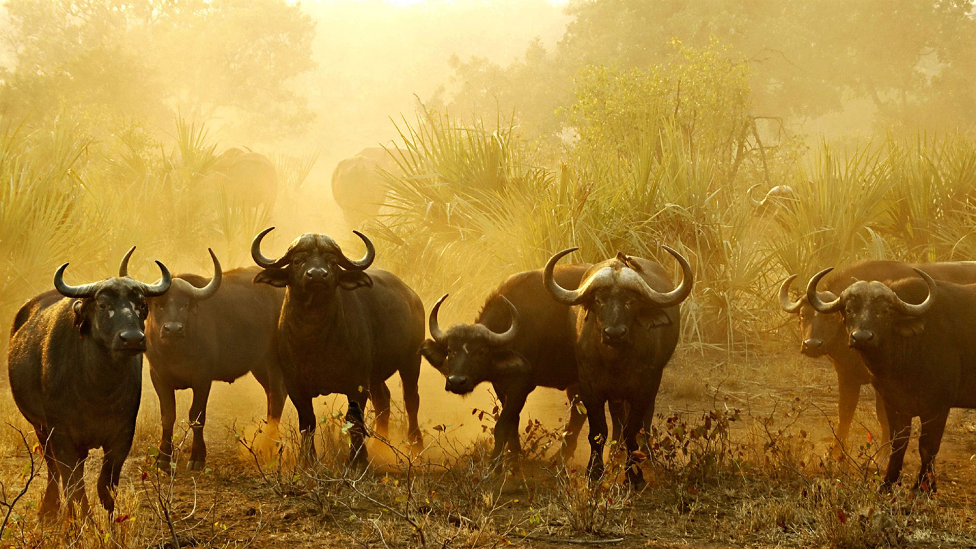 Signature: Kruger, Victoria Falls & Botswana’s Untamed Wonders
