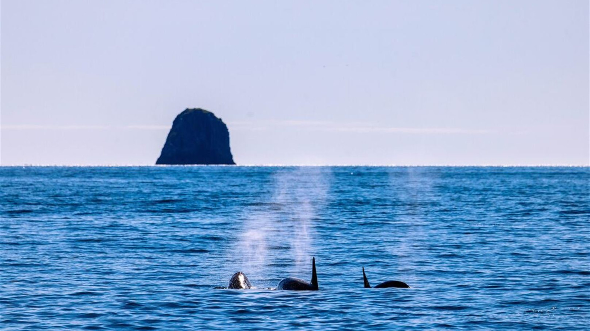 Alaska Discovery		