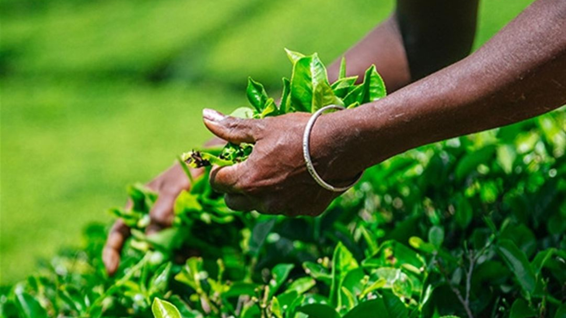 Signature: Sri Lanka’s Highlands, Yala & Galle