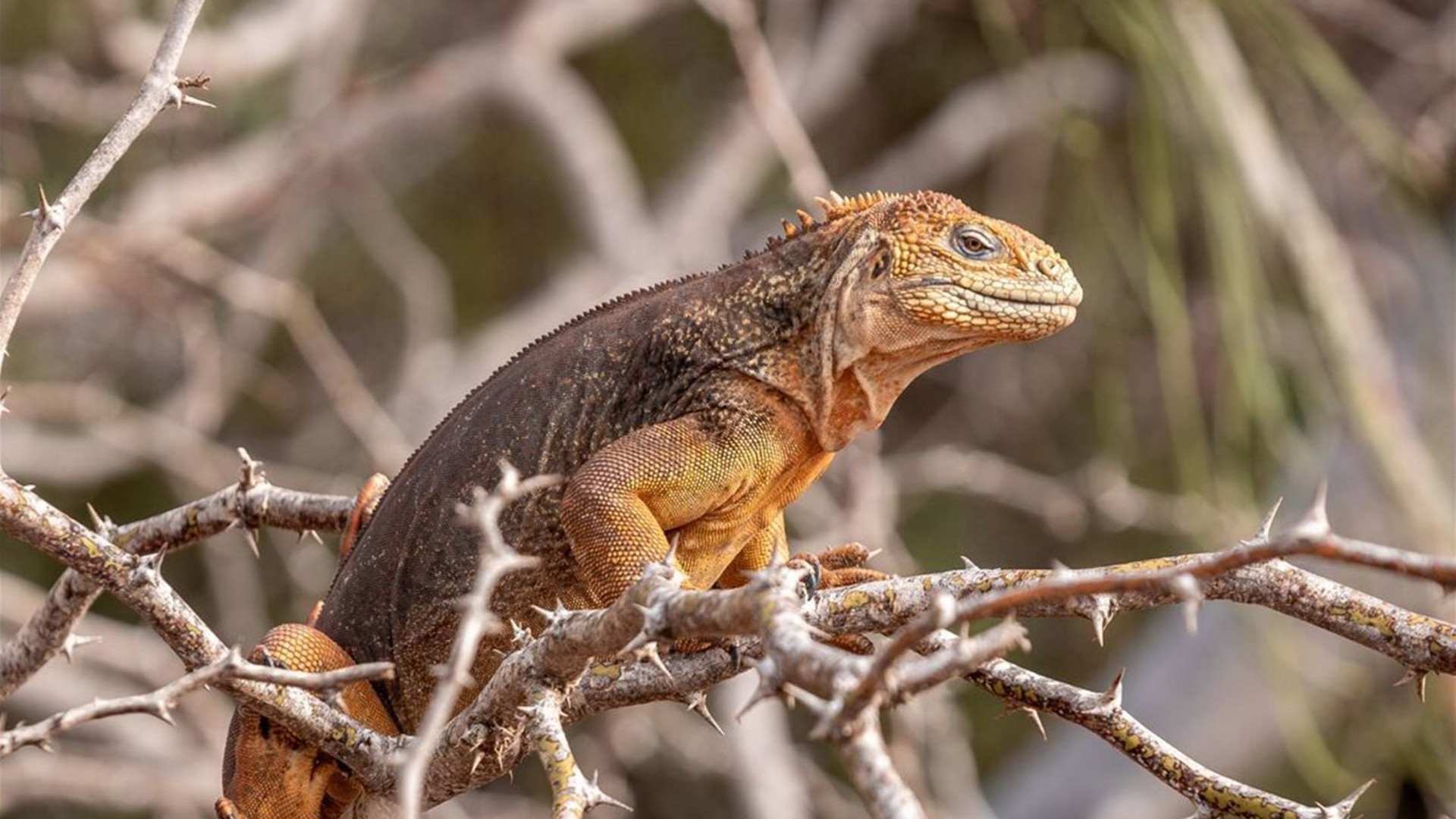 Best of Galapagos 