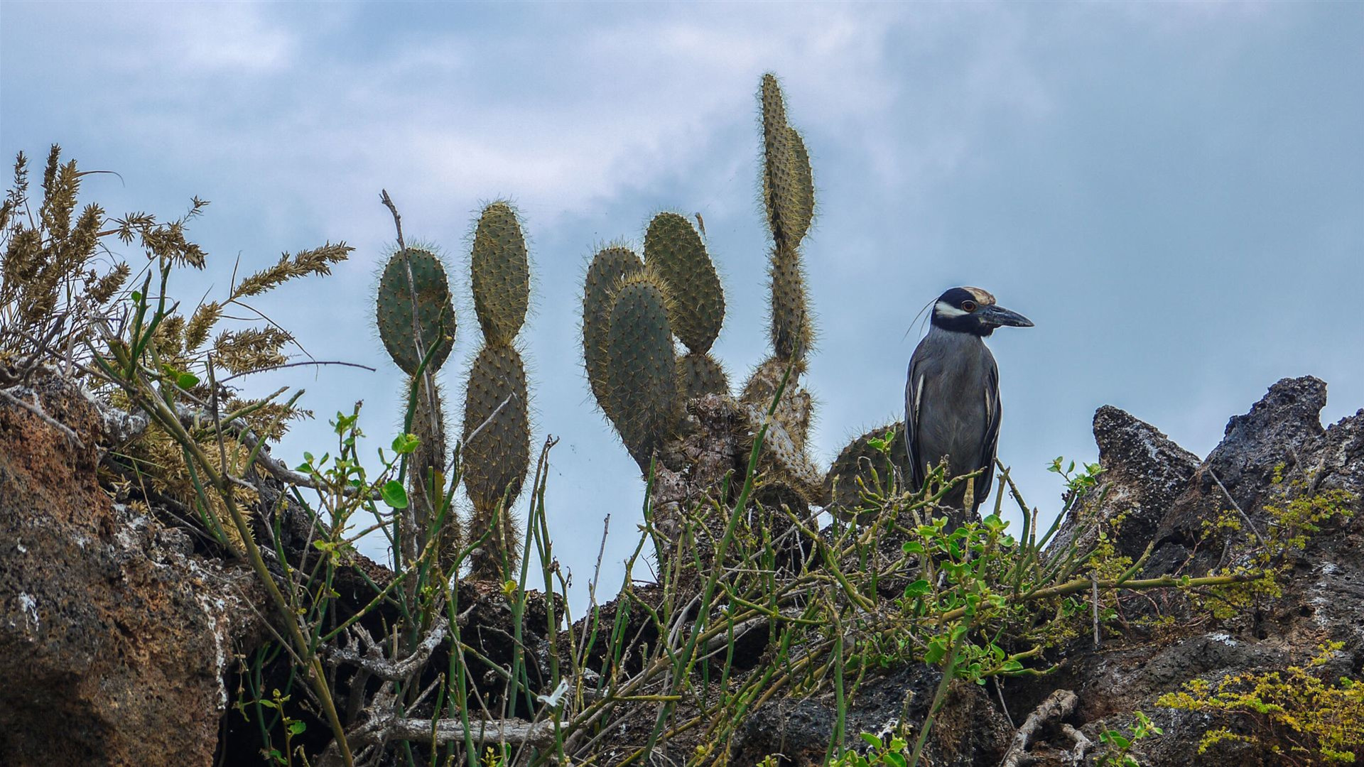 Galapagos – Central and East Islands aboard the Reina Silvia Voyager (Cruise Only)