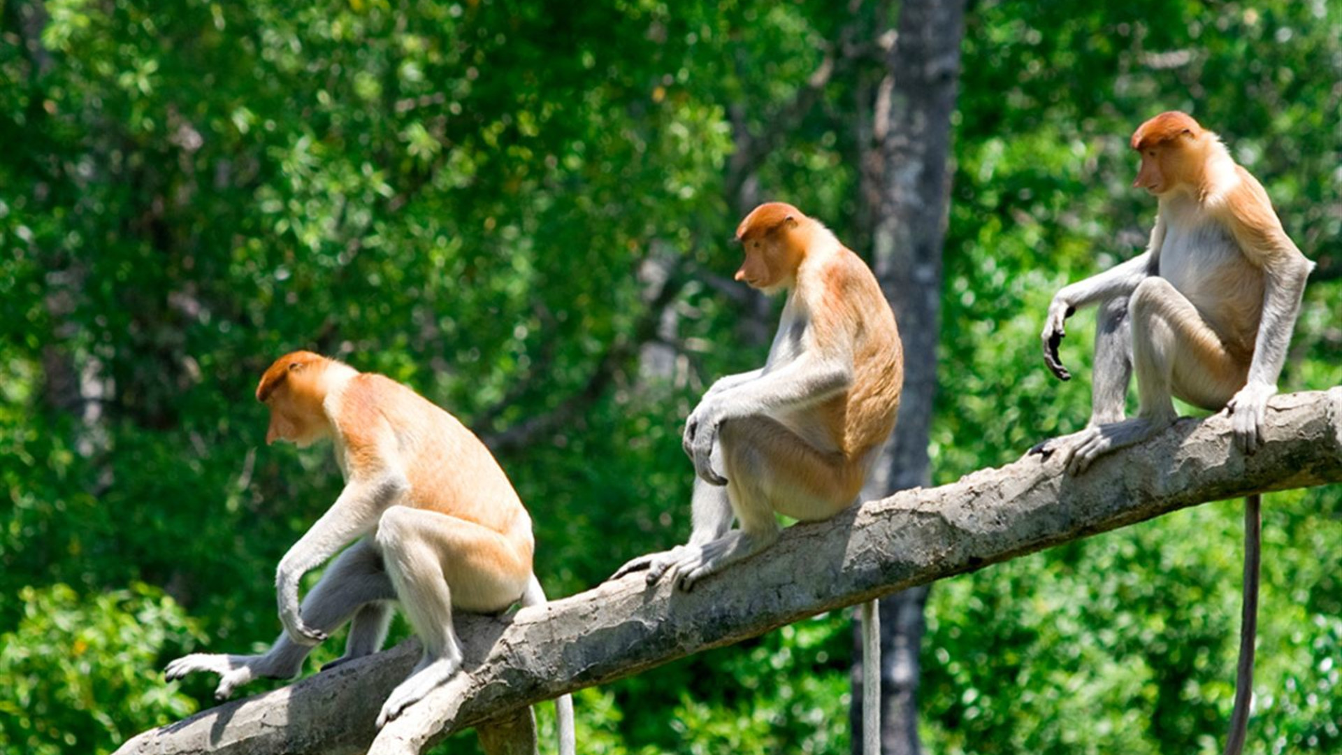 Journeys: Das Beste von Borneo