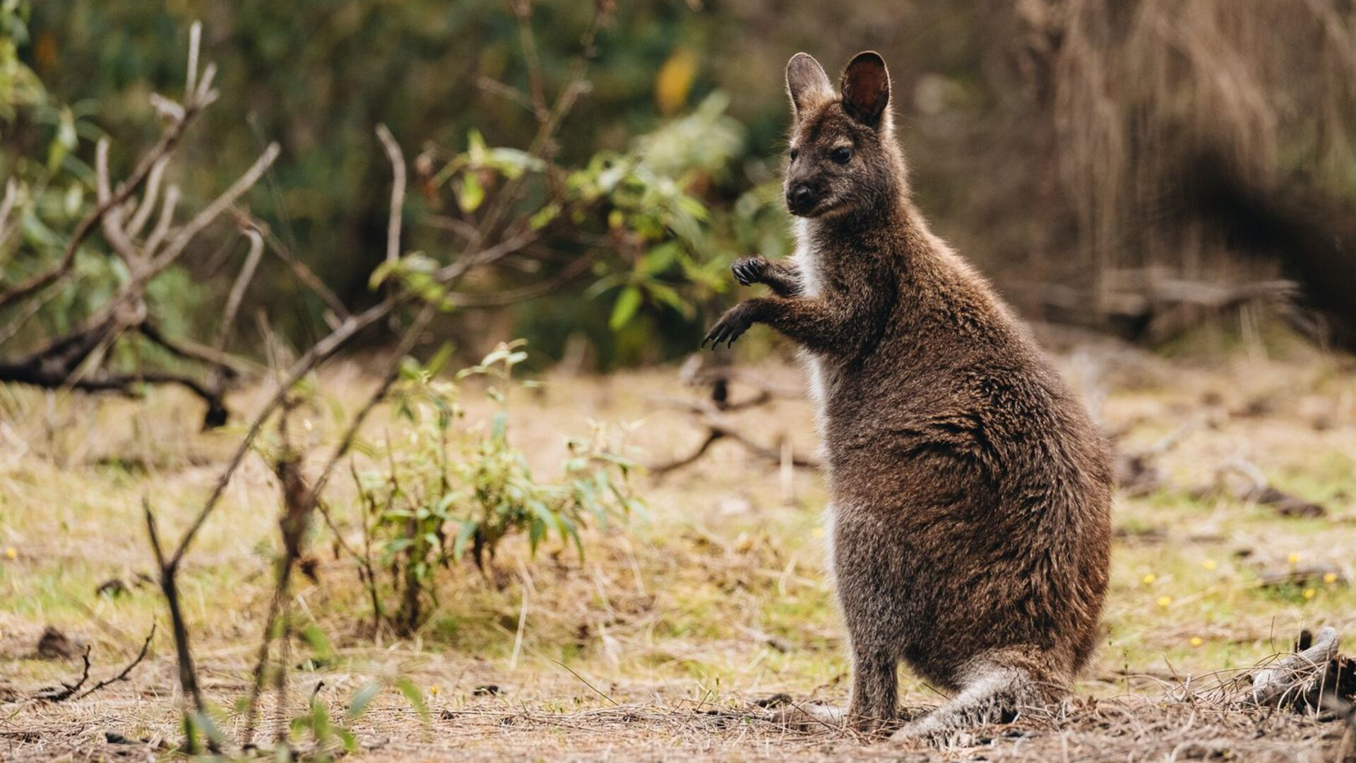 Tasmania's Maria Island Walk (Portered)