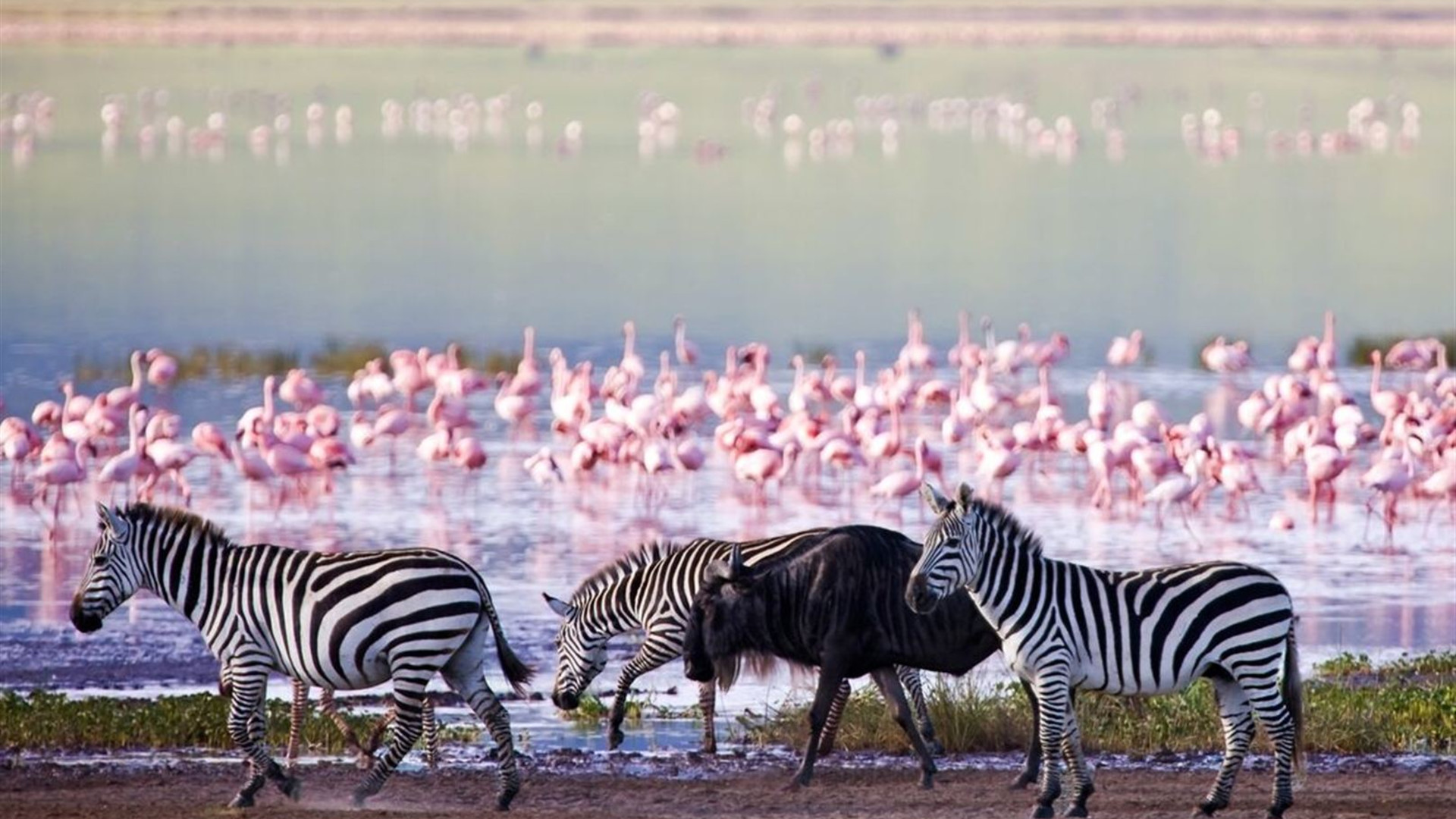 East Africa Family Safari Comfort			