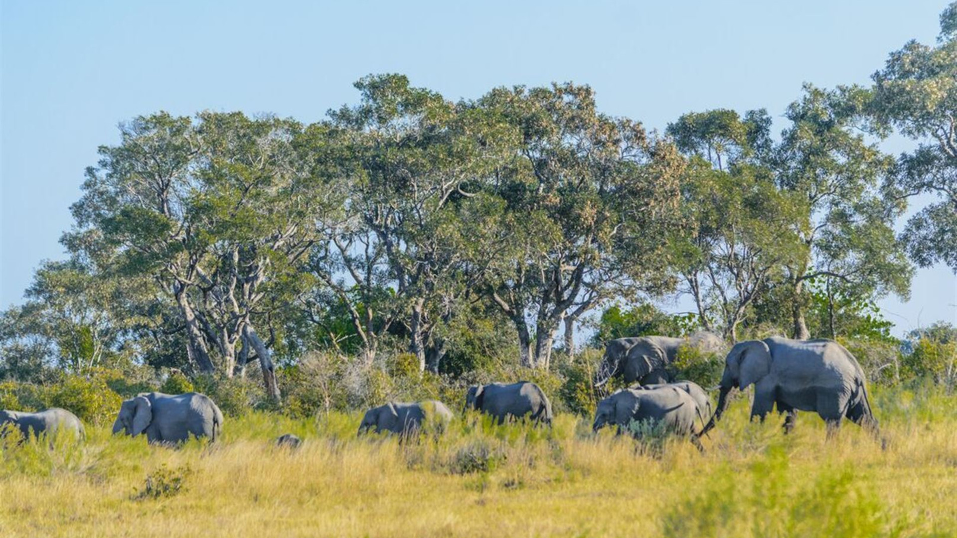 Okavango Experience