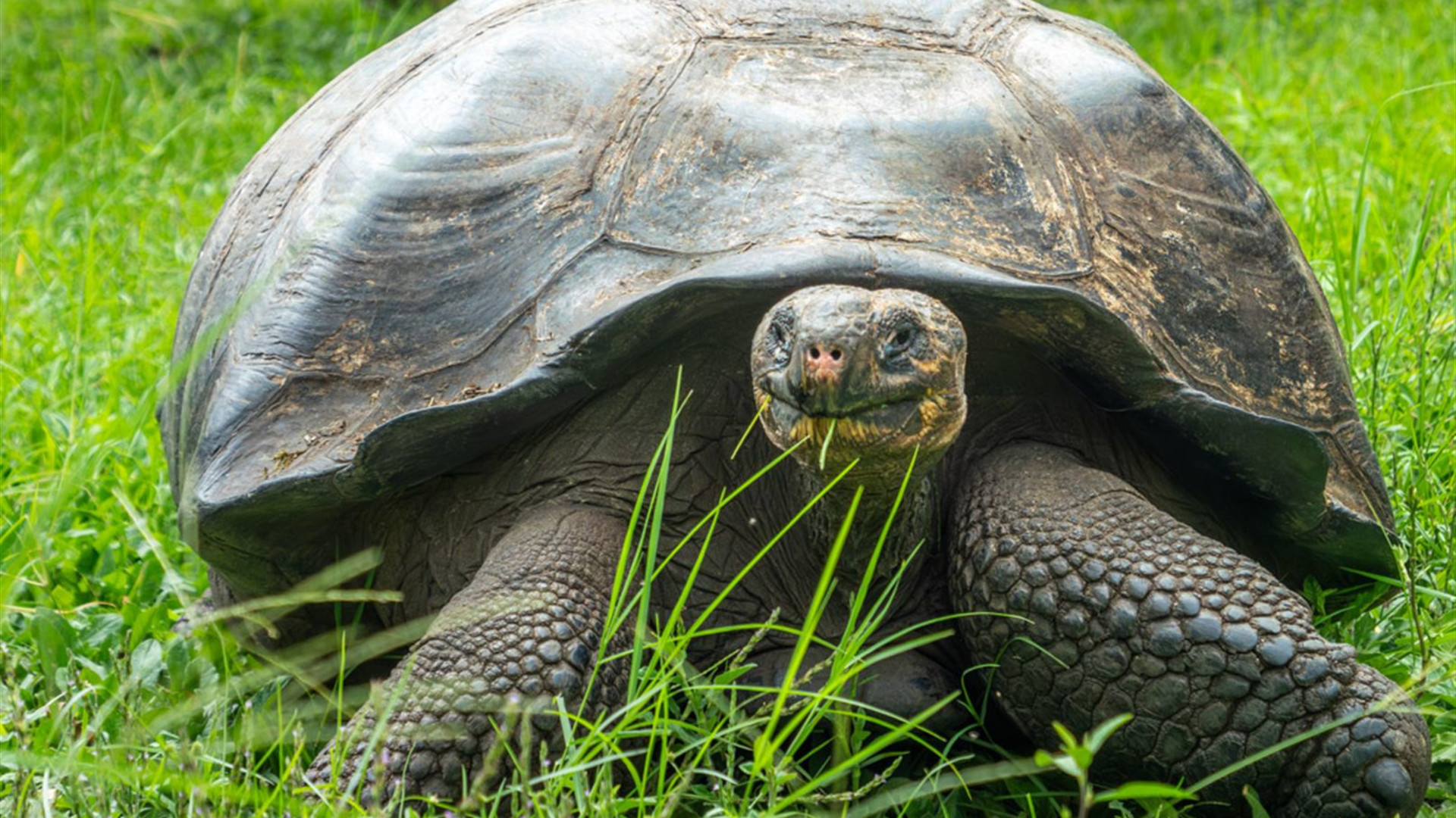 Best of Galapagos 