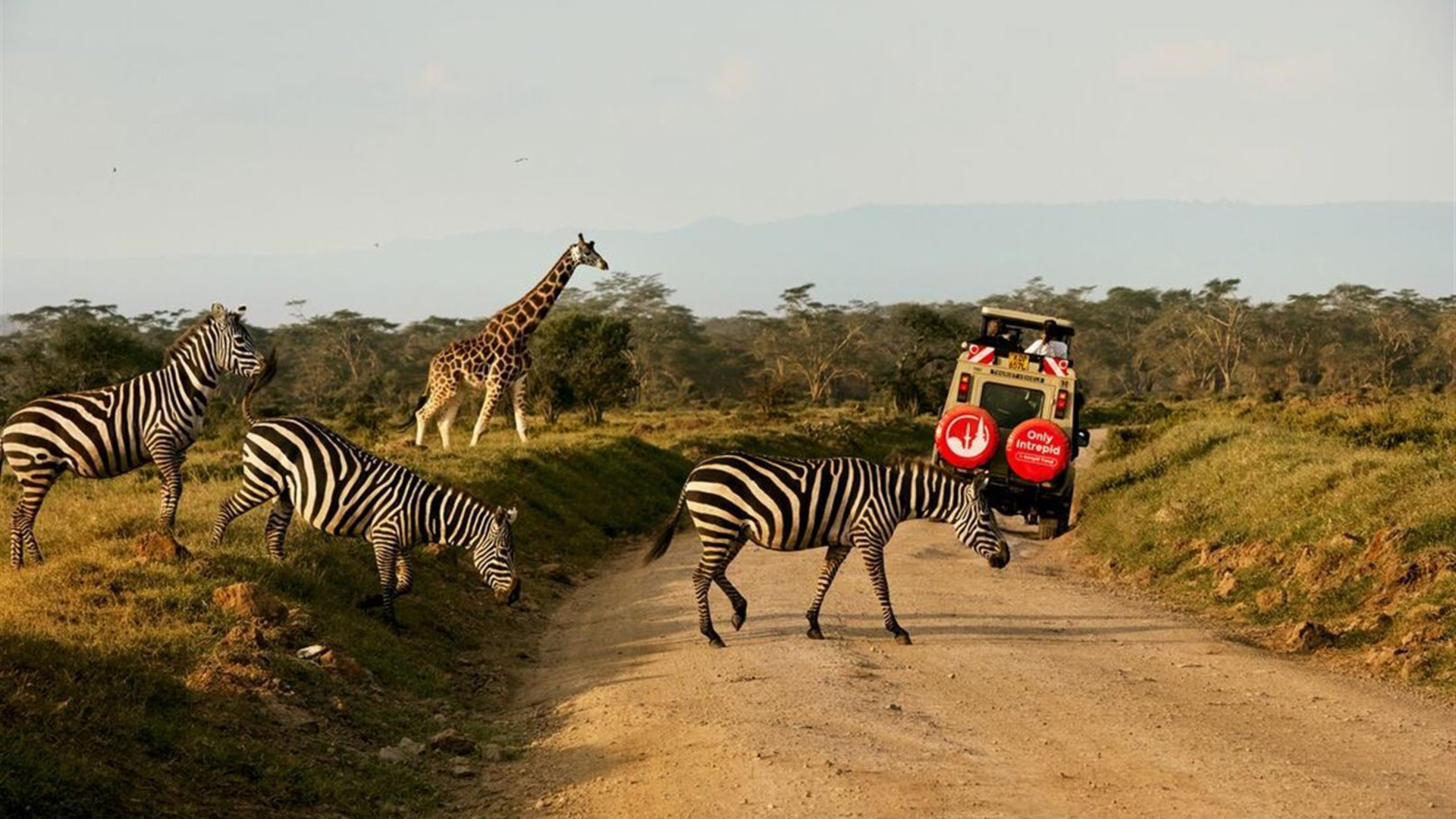 Premium Kenya