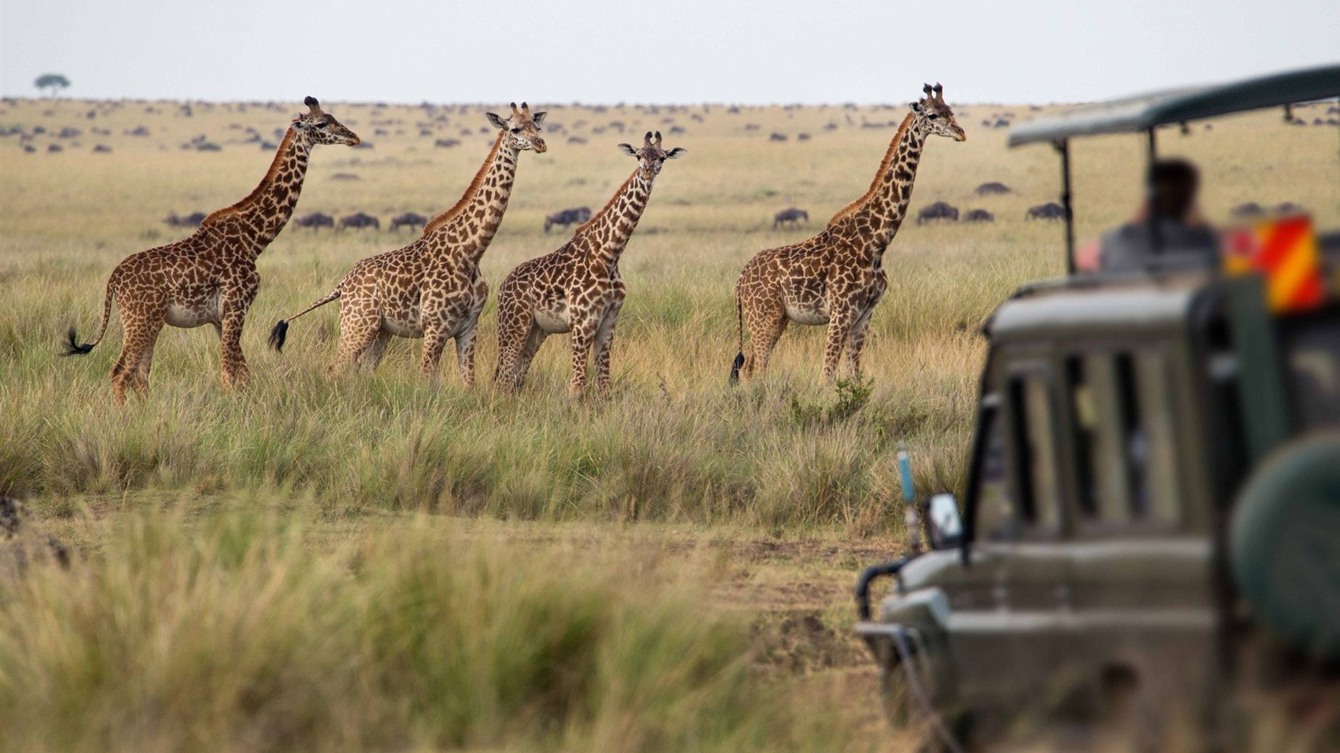 Essence of South Africa