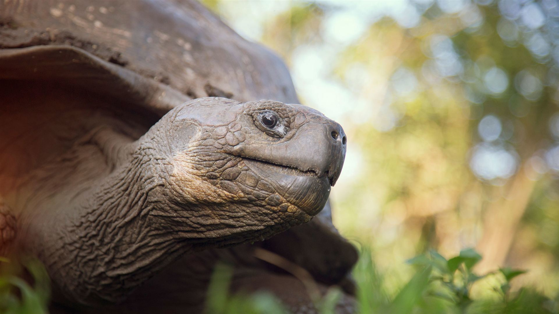 Galápagos – Östliche, zentrale und westliche Inseln an Bord der Eden