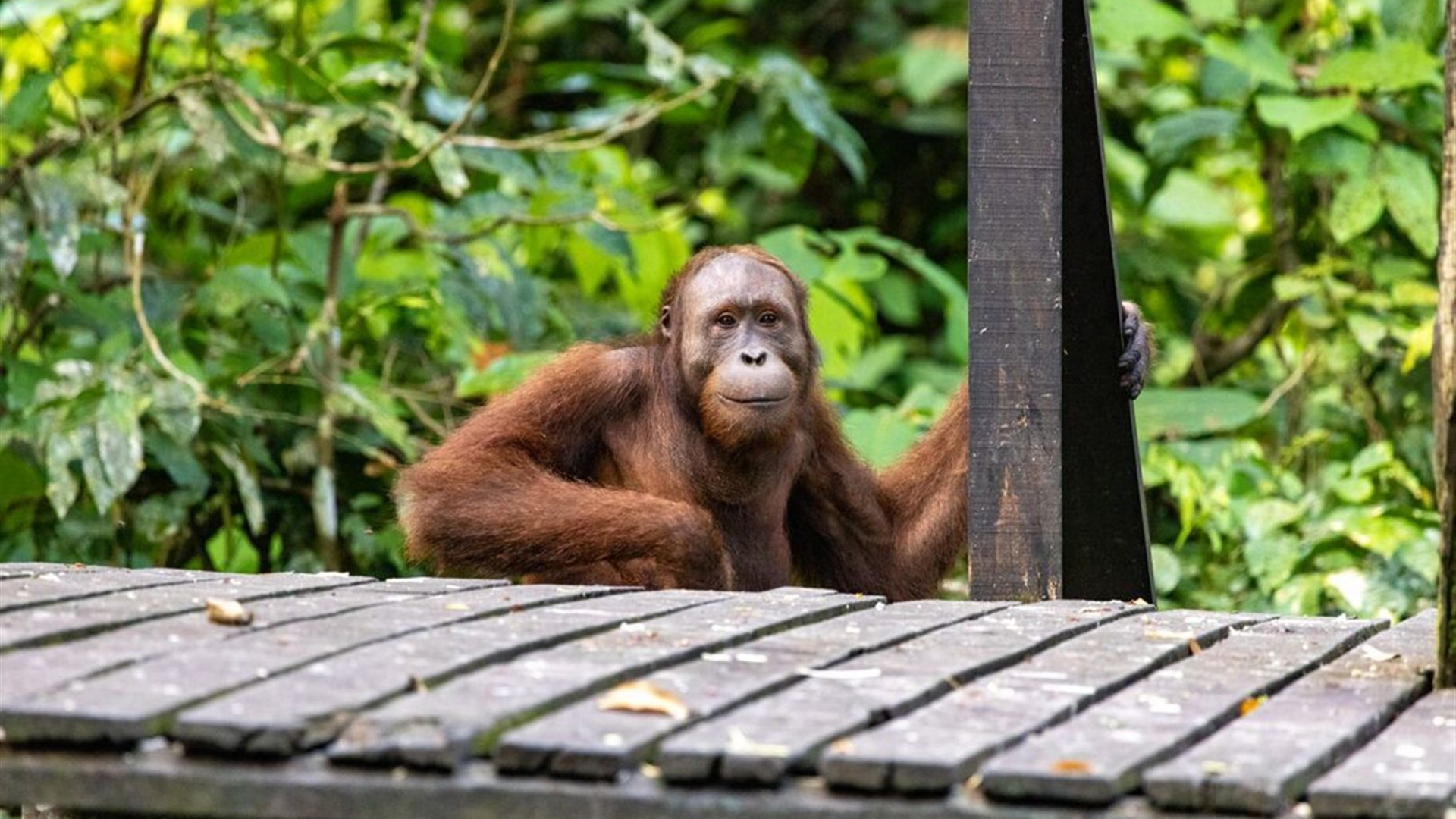 Real Borneo