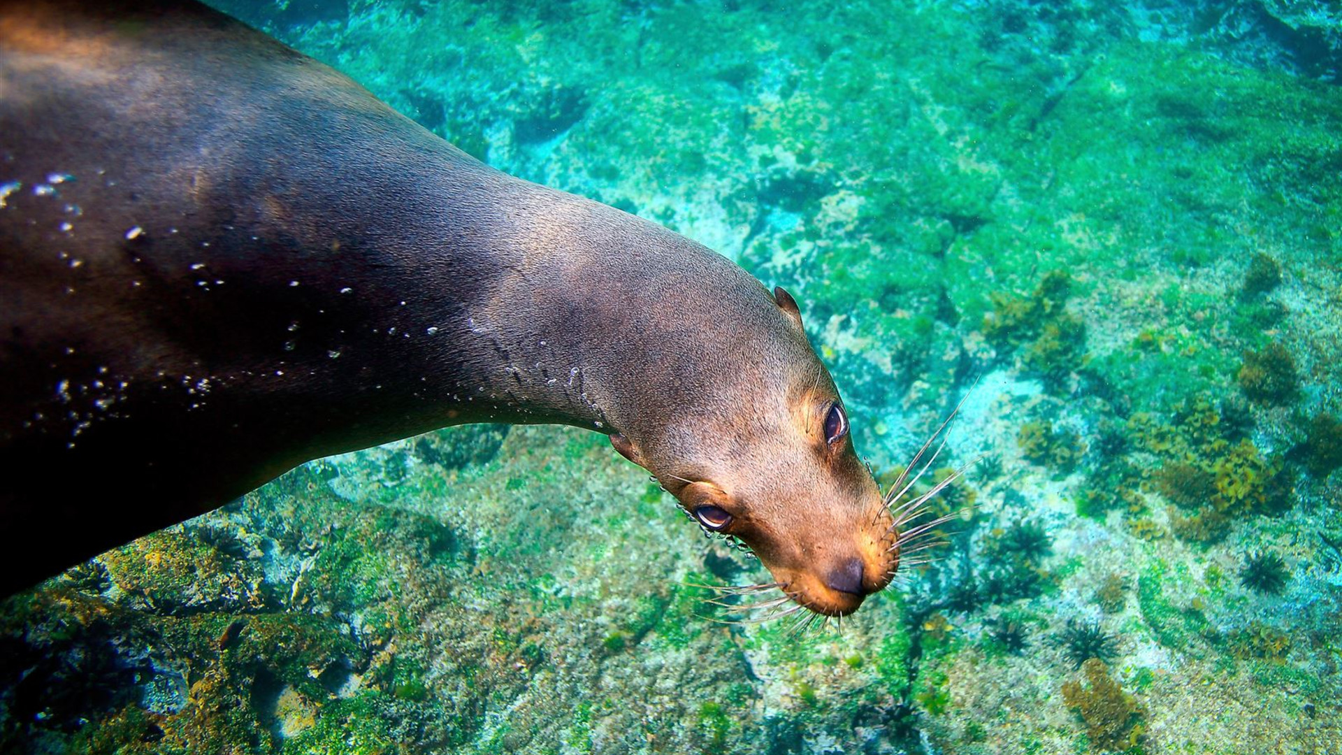 Galapagos Wildlife Cruise (Archipel I)