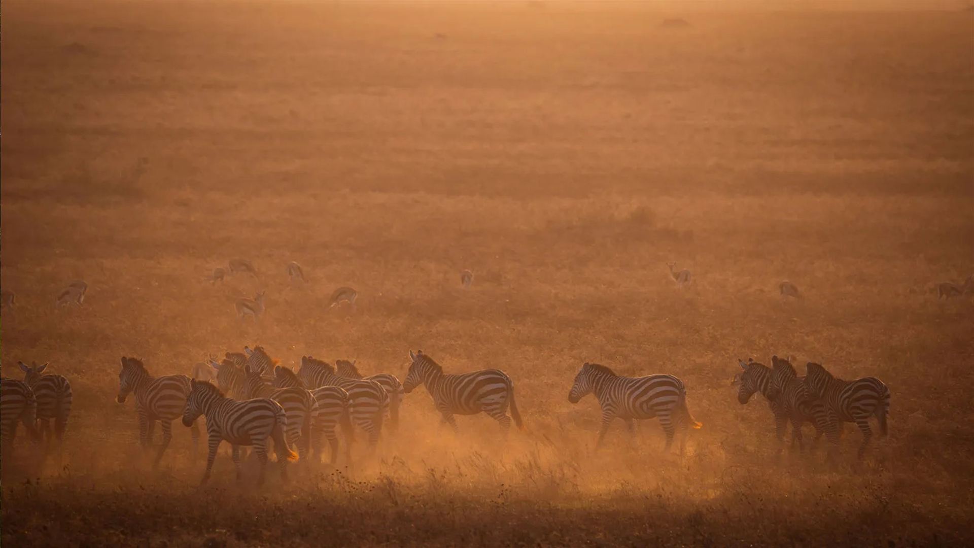 Signatur: Serengeti, Tarangire und Ngorongoro-Krater in Tansania