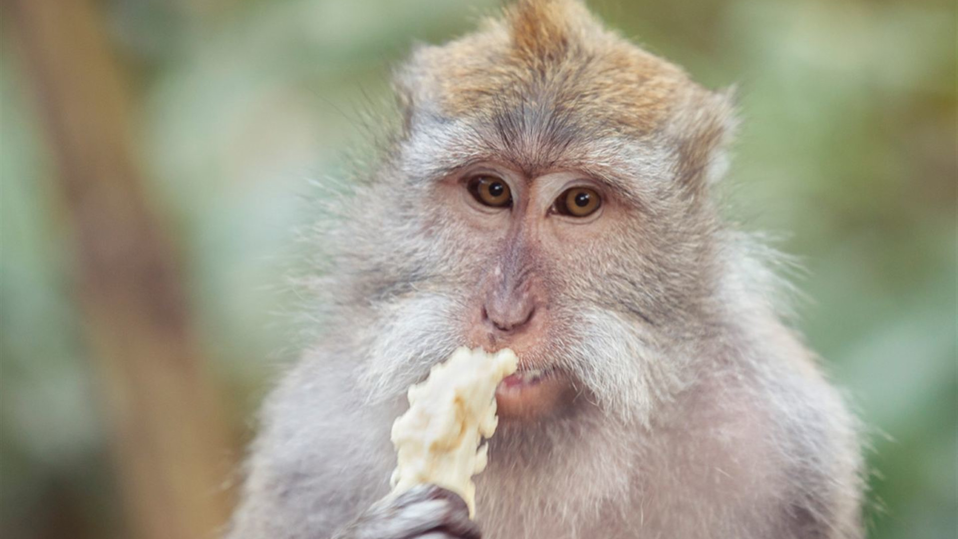 Wild Sumatra to Gili Bliss: The Ultimate Adventure