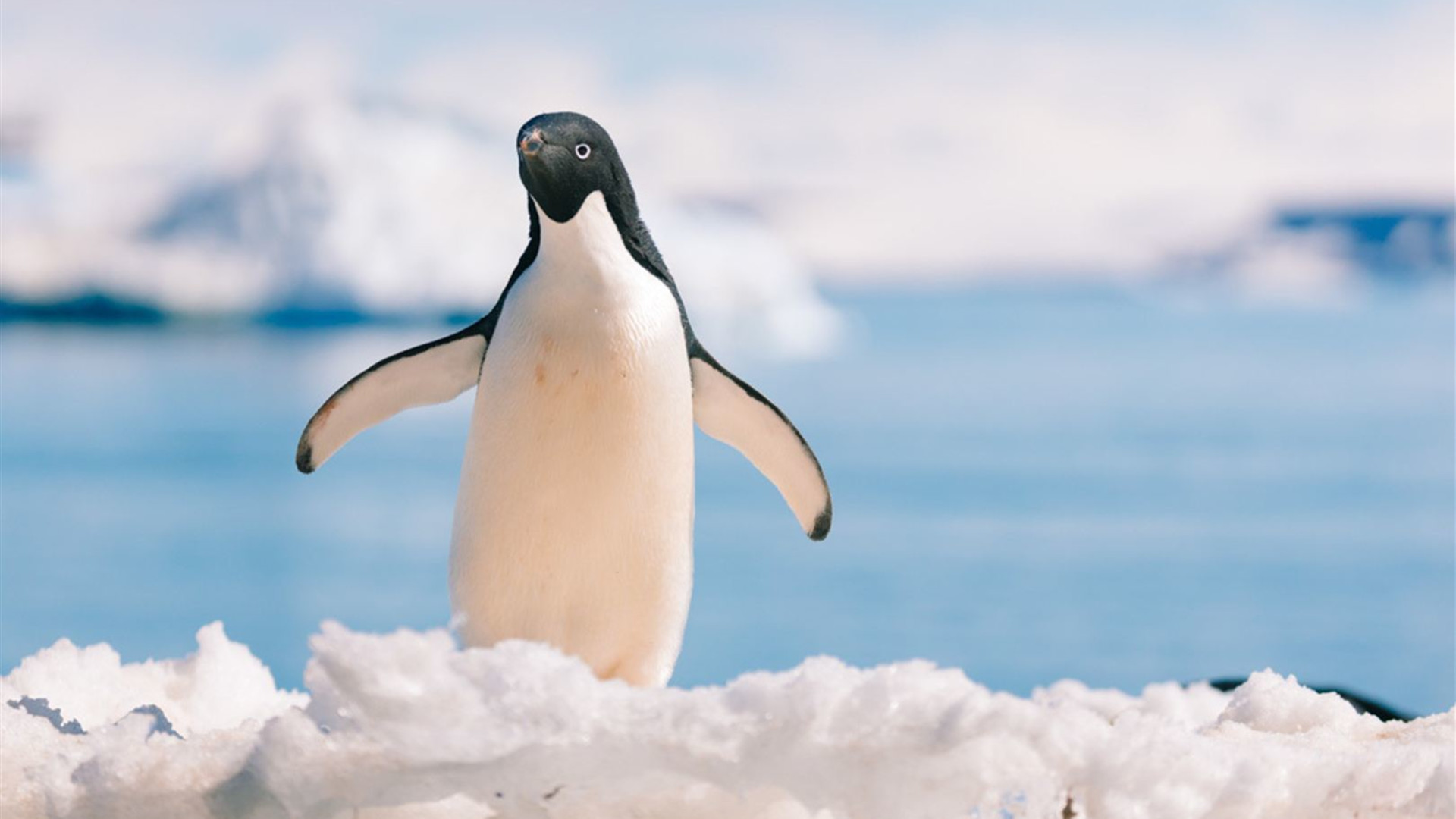 Antarctic Peninsula: The Classic Voyage (Ocean Albatros)