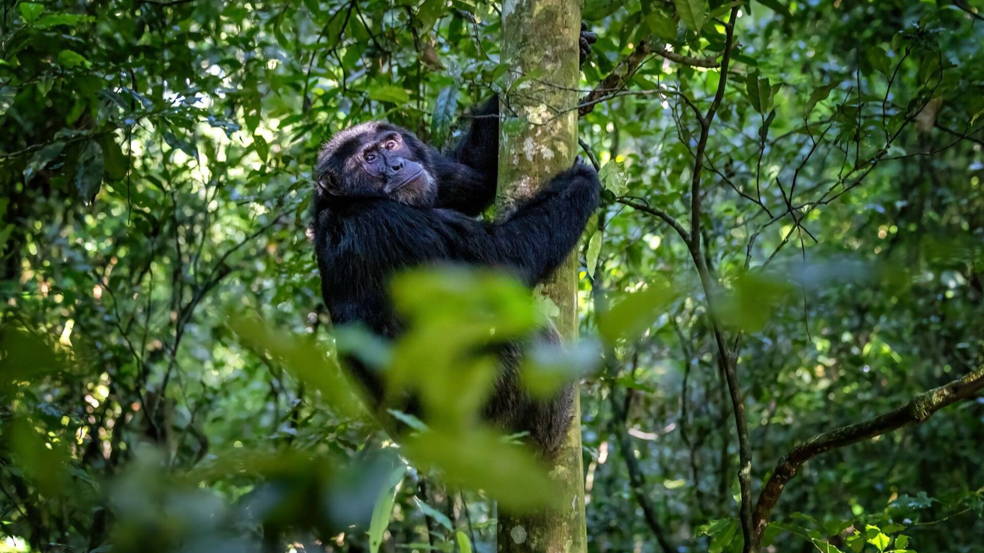 Essential Uganda: Gorillas and Chimps
