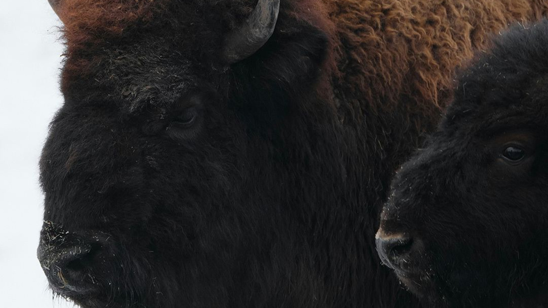Signature: Canada's Rocky Mountains, Banff & Indigenous Traditions
