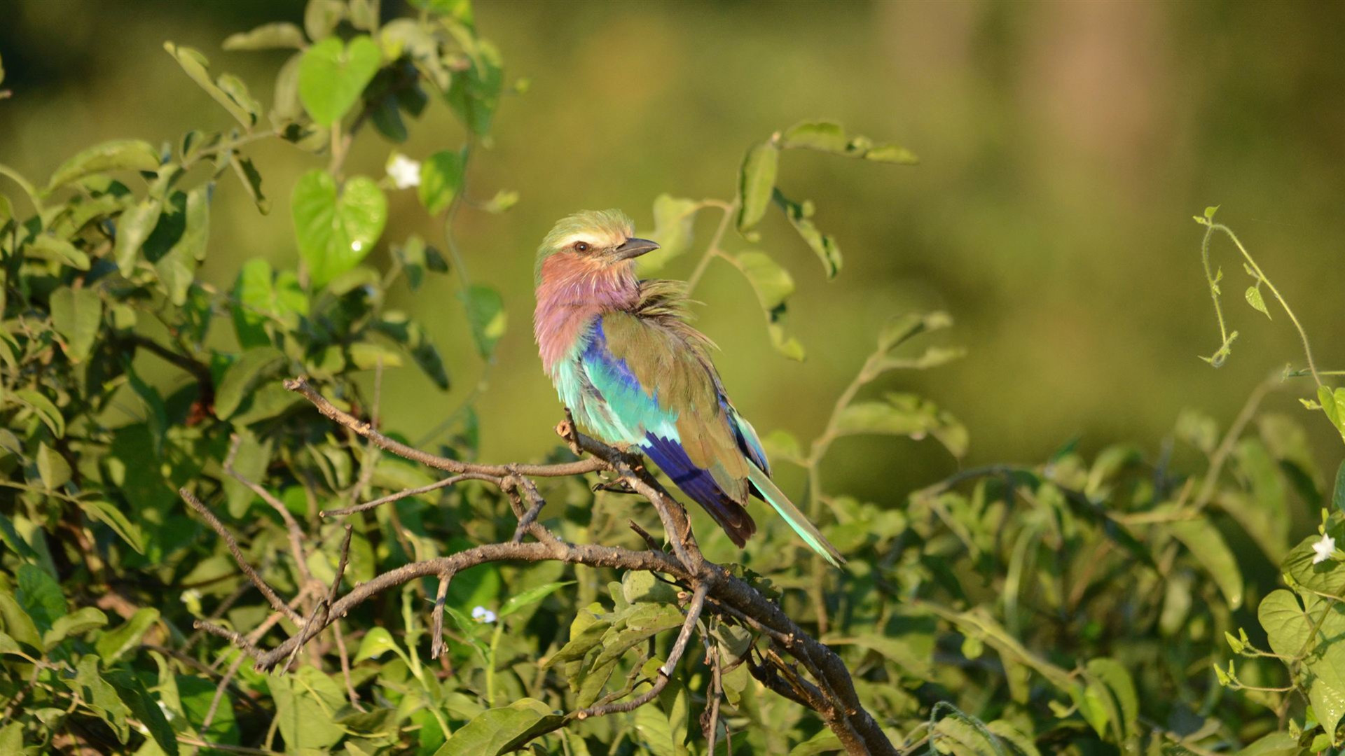 Fahrten: Safari in Botswana & Simbabwe