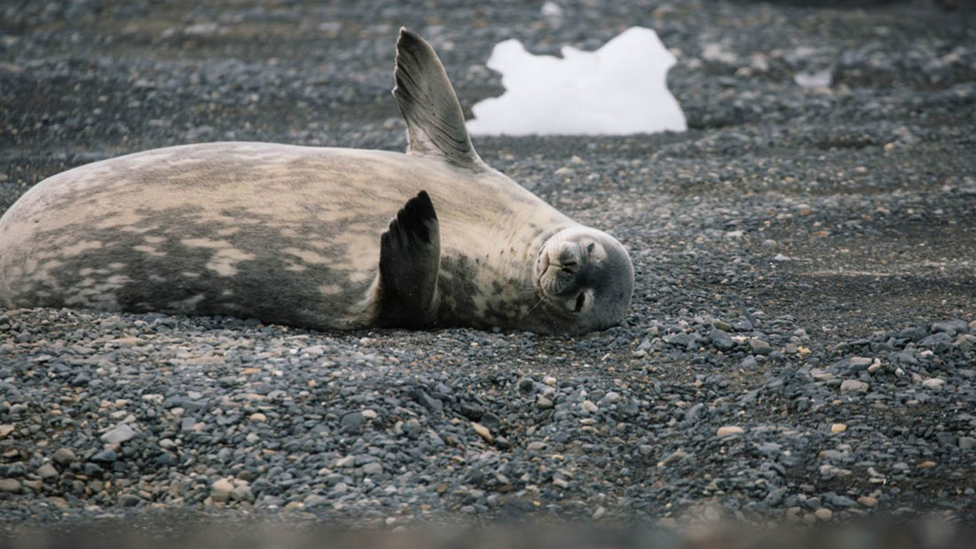 Antarctic Peninsula: The Classic Voyage (Ocean Victory) 