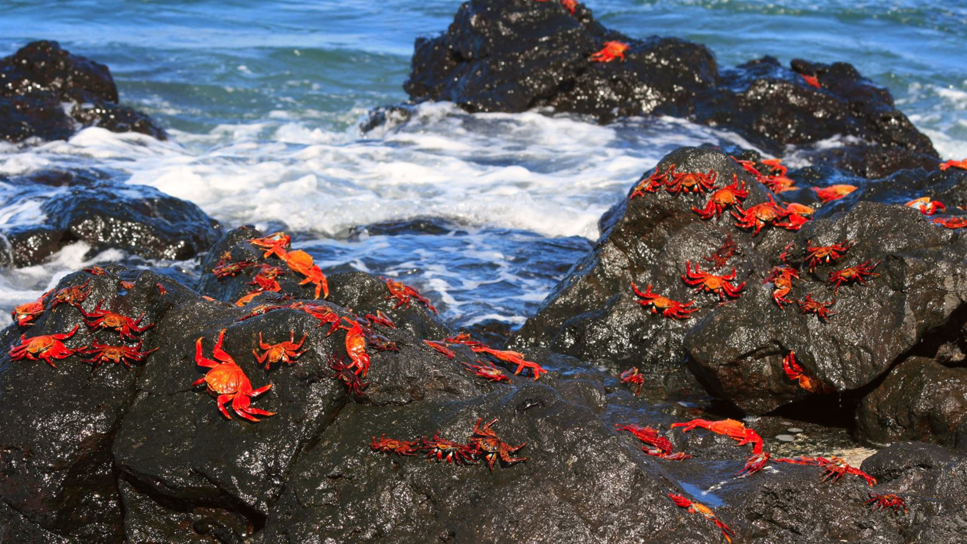 Galapagos Wildlife Cruise (Archipel I)