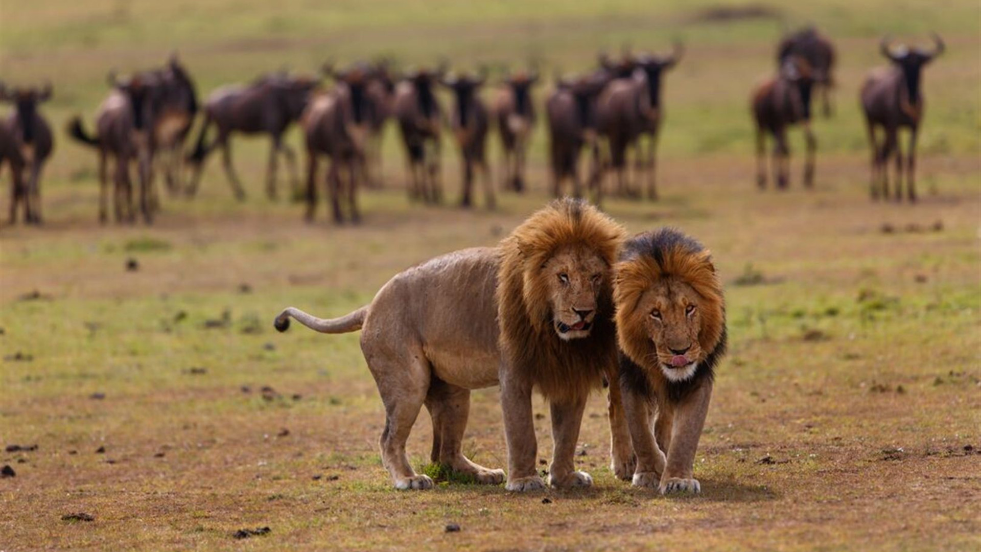 Cape Town to Kenya