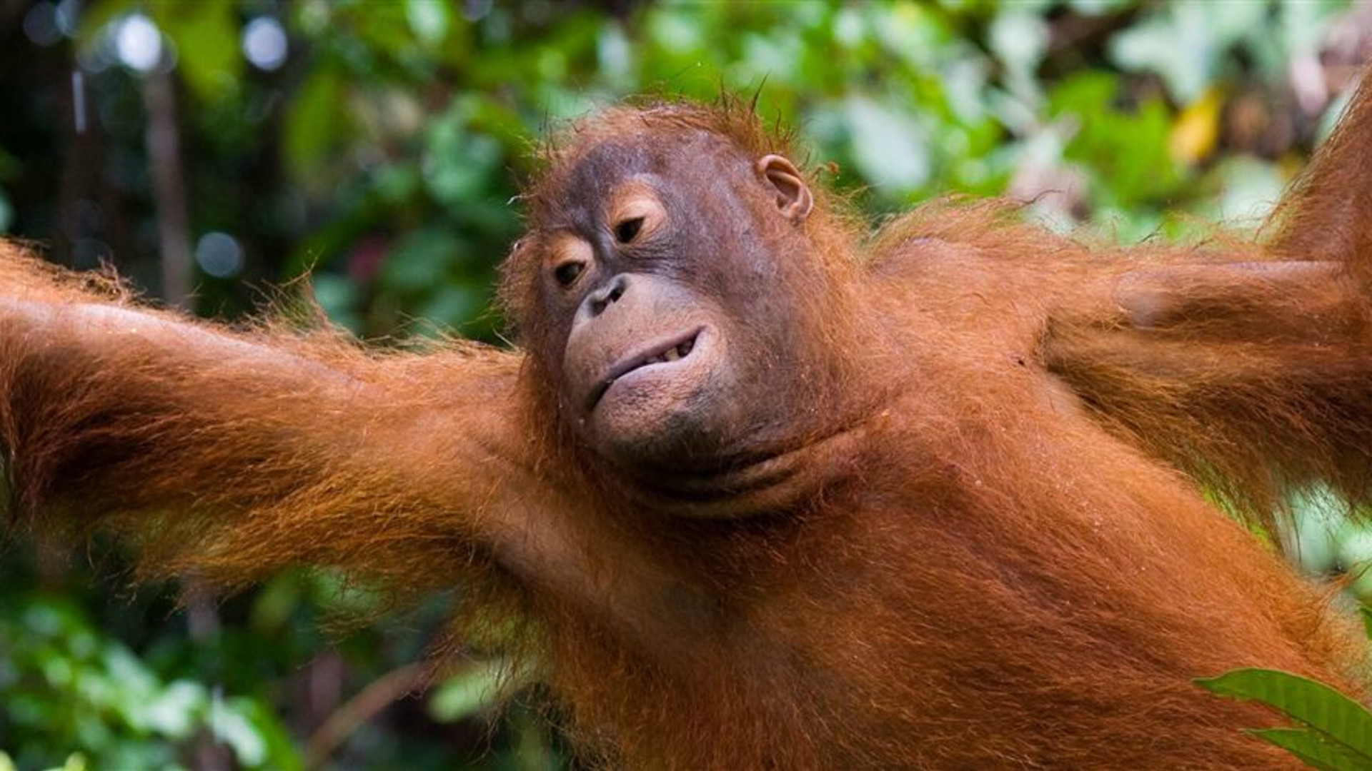 Borneo Family Holiday