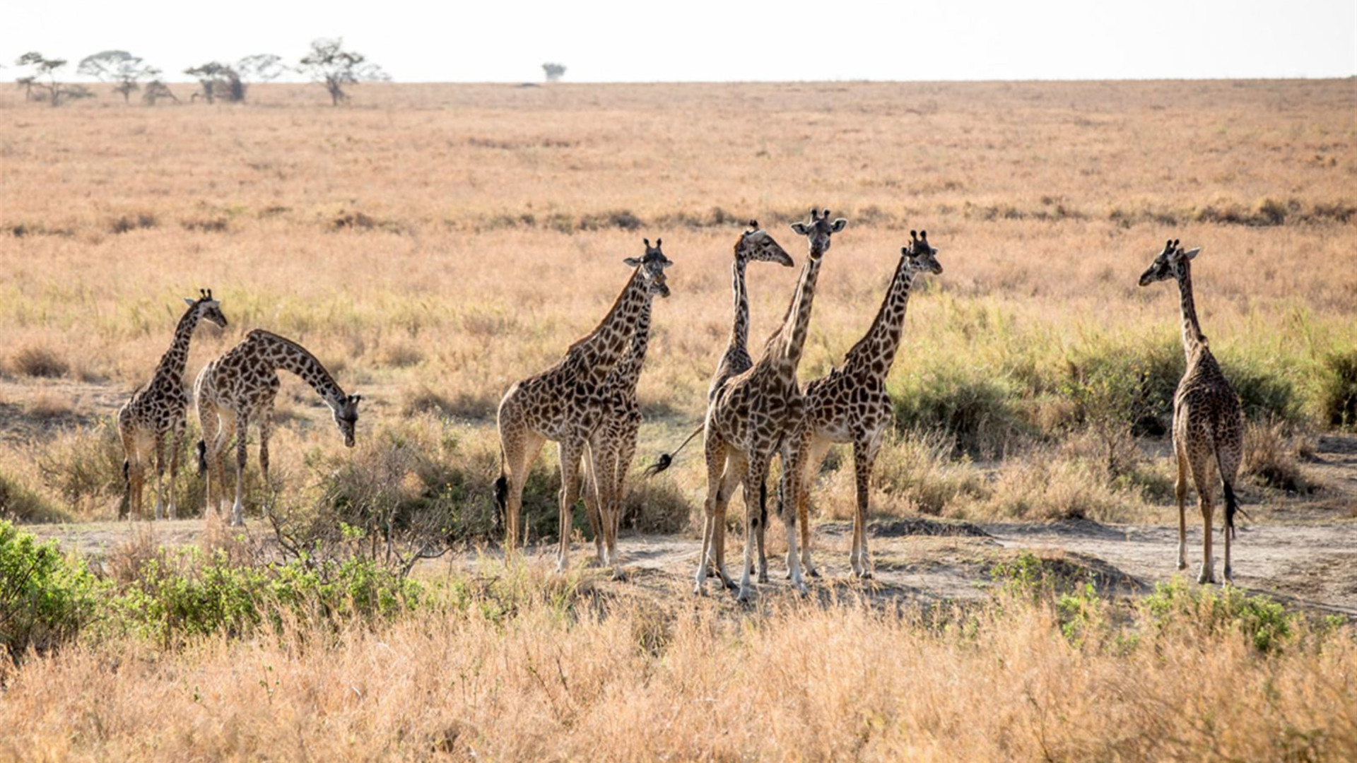 Essential East Africa