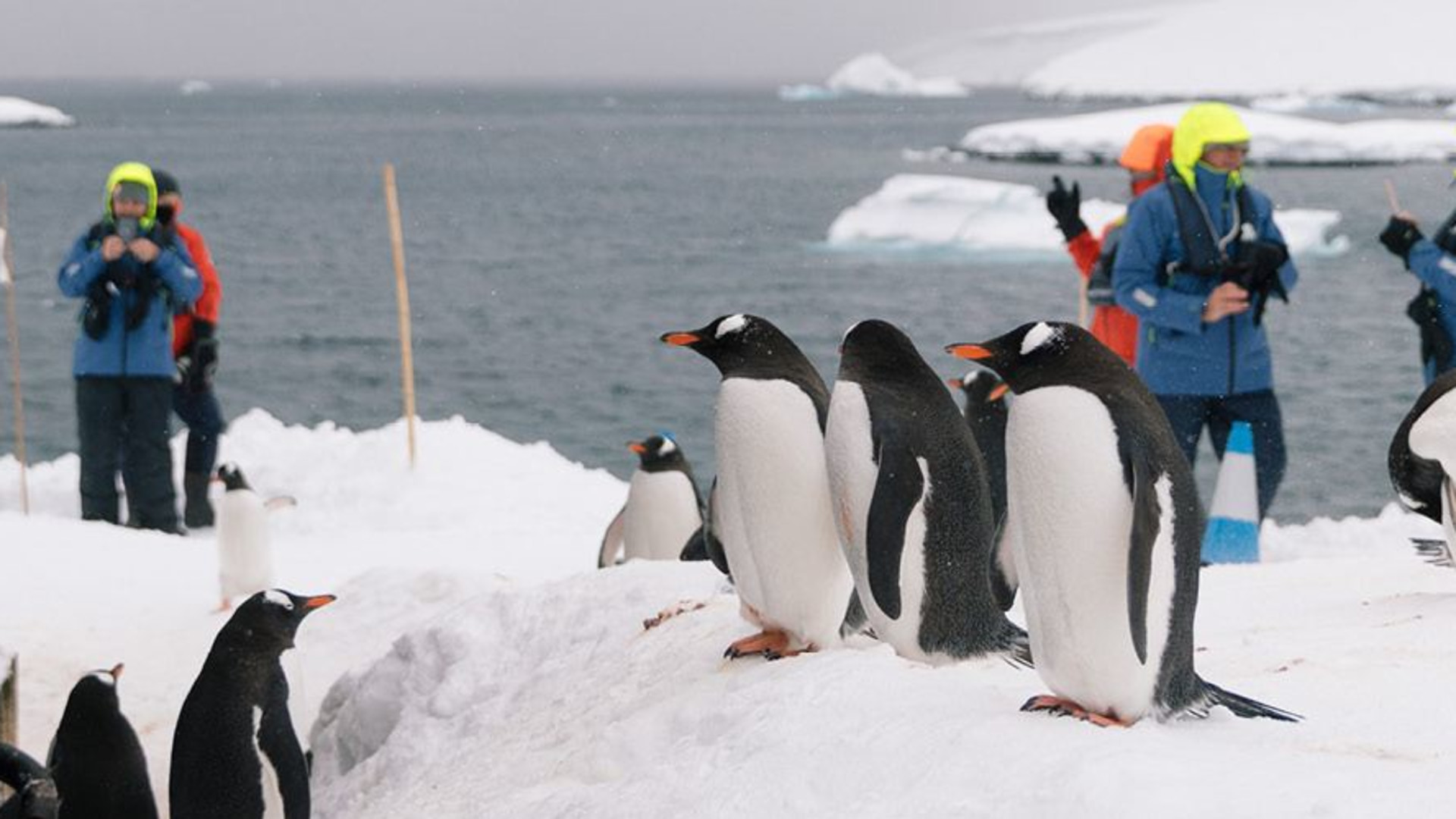 Antarctic Peninsula: An Explorer's Expedition (Ocean Nova) 