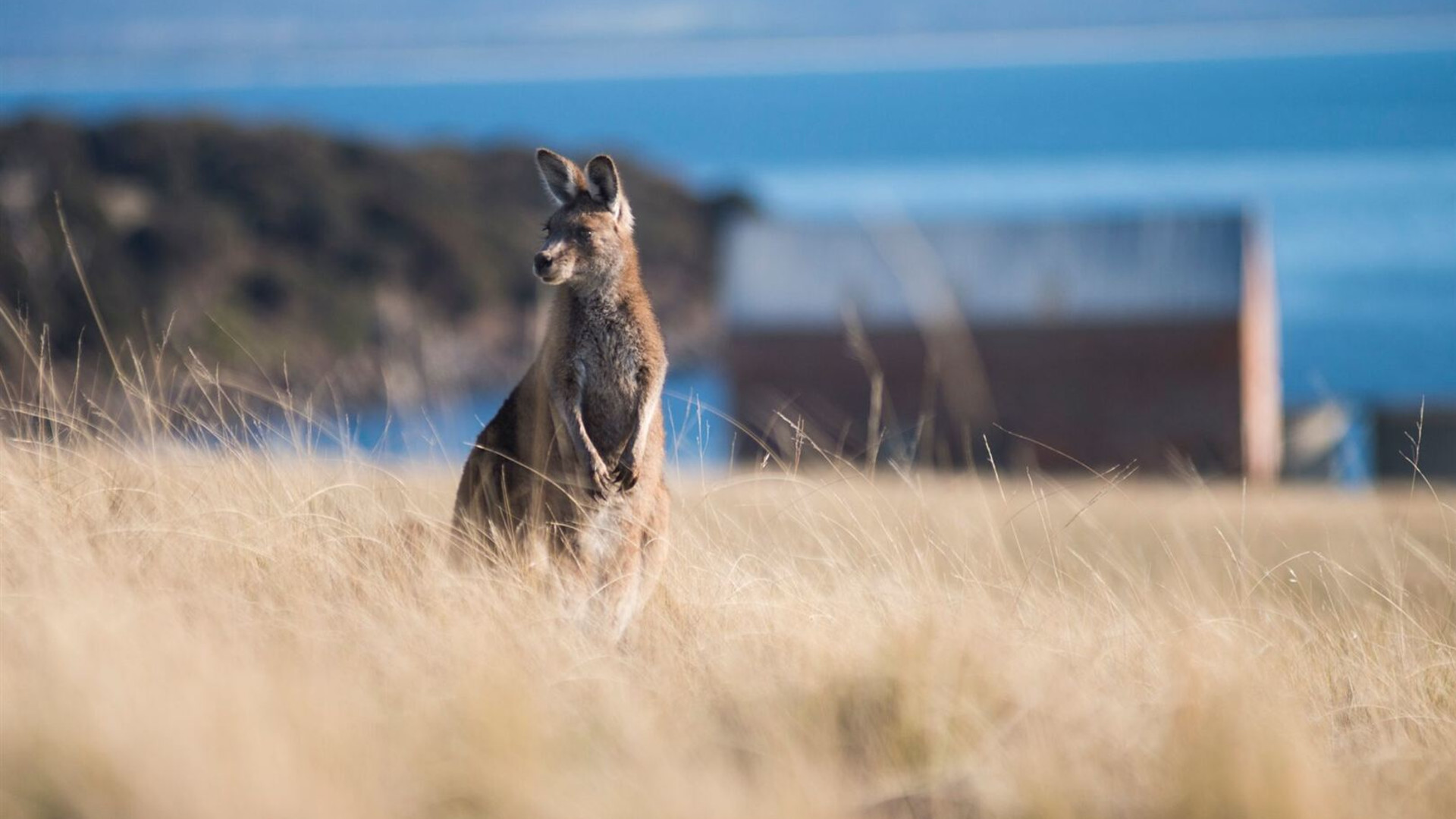 Tasmania's Maria Island Walk (Portered)