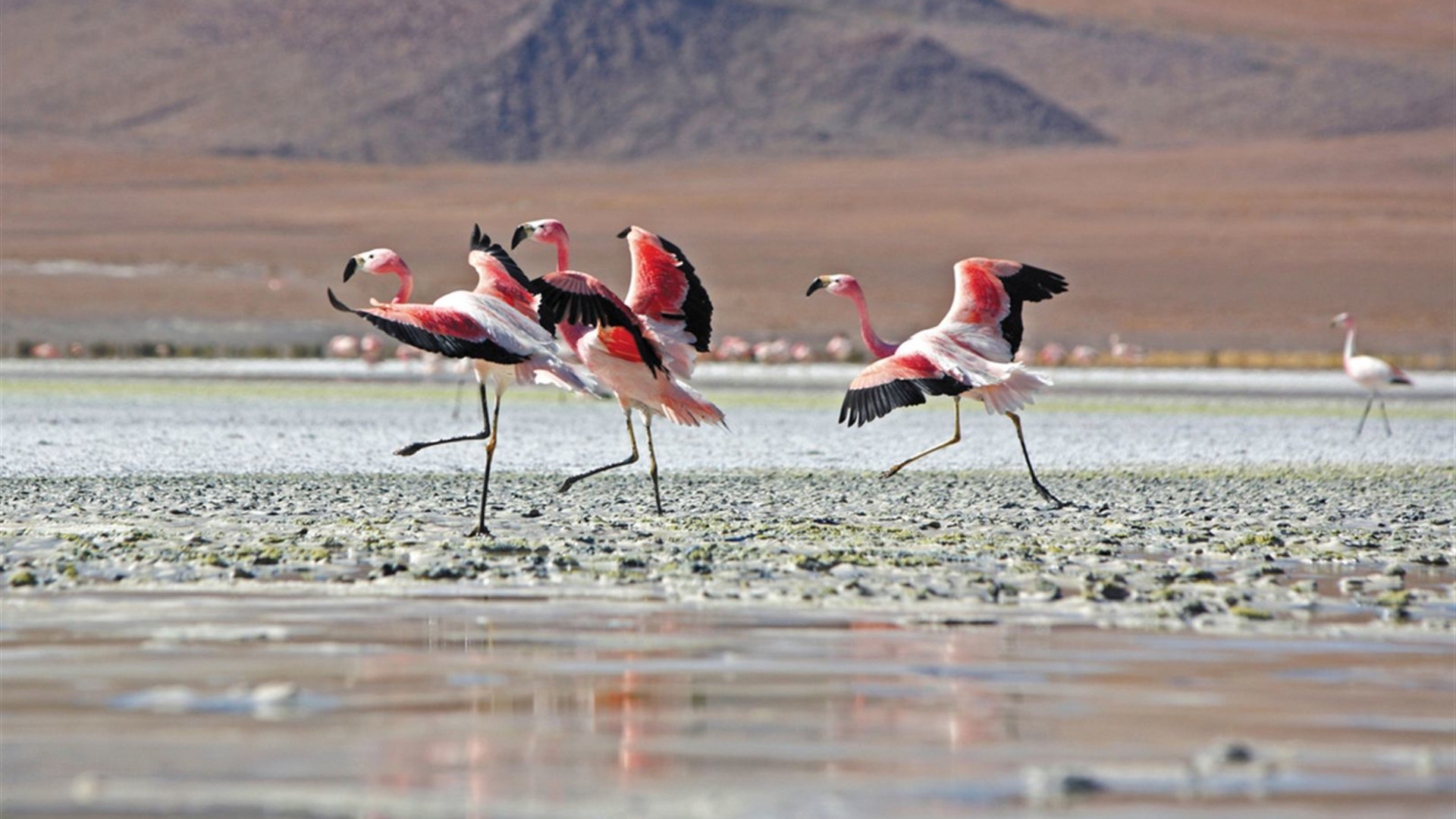 Explore Peru & Bolivia