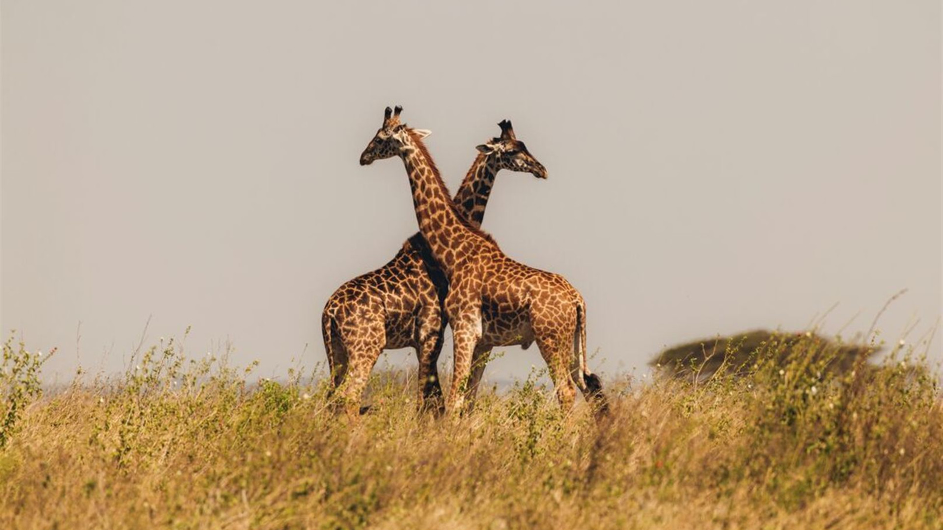 Tanzania Family Safari