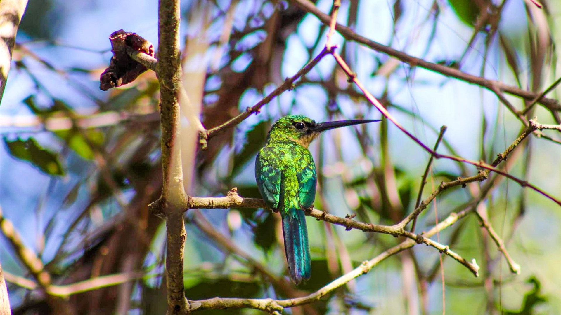 Pantanal - Land of the Jaguar