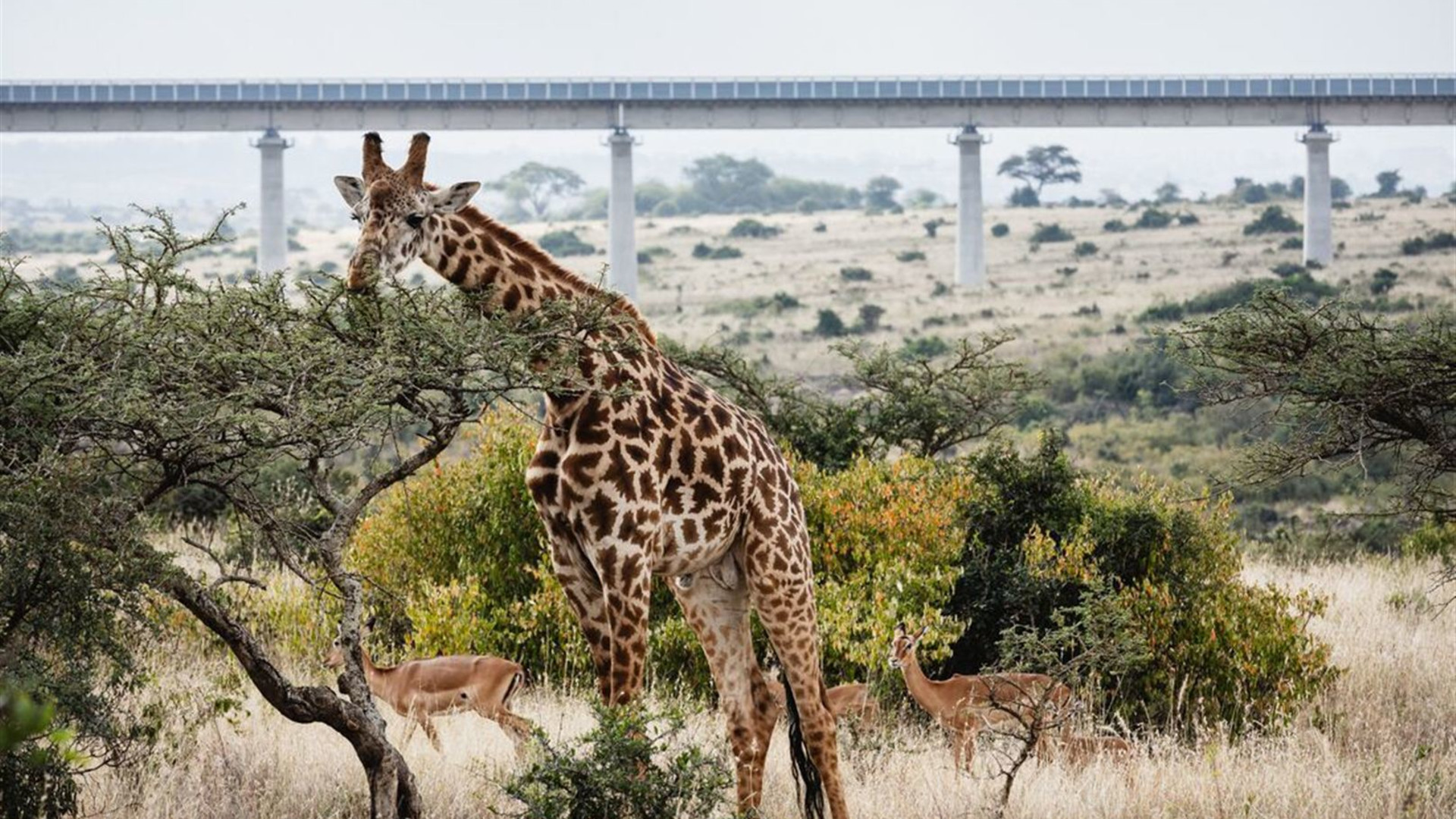 Kenya by Rail: Trains, Safaris & Beaches 