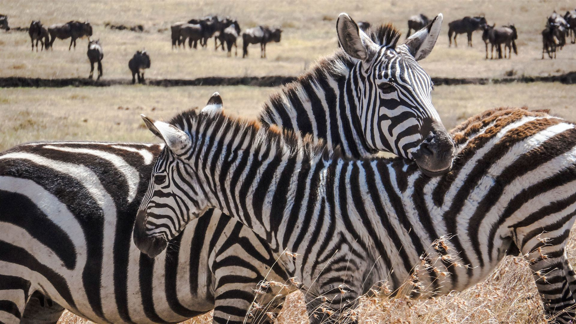 Kenia Camping-Safari