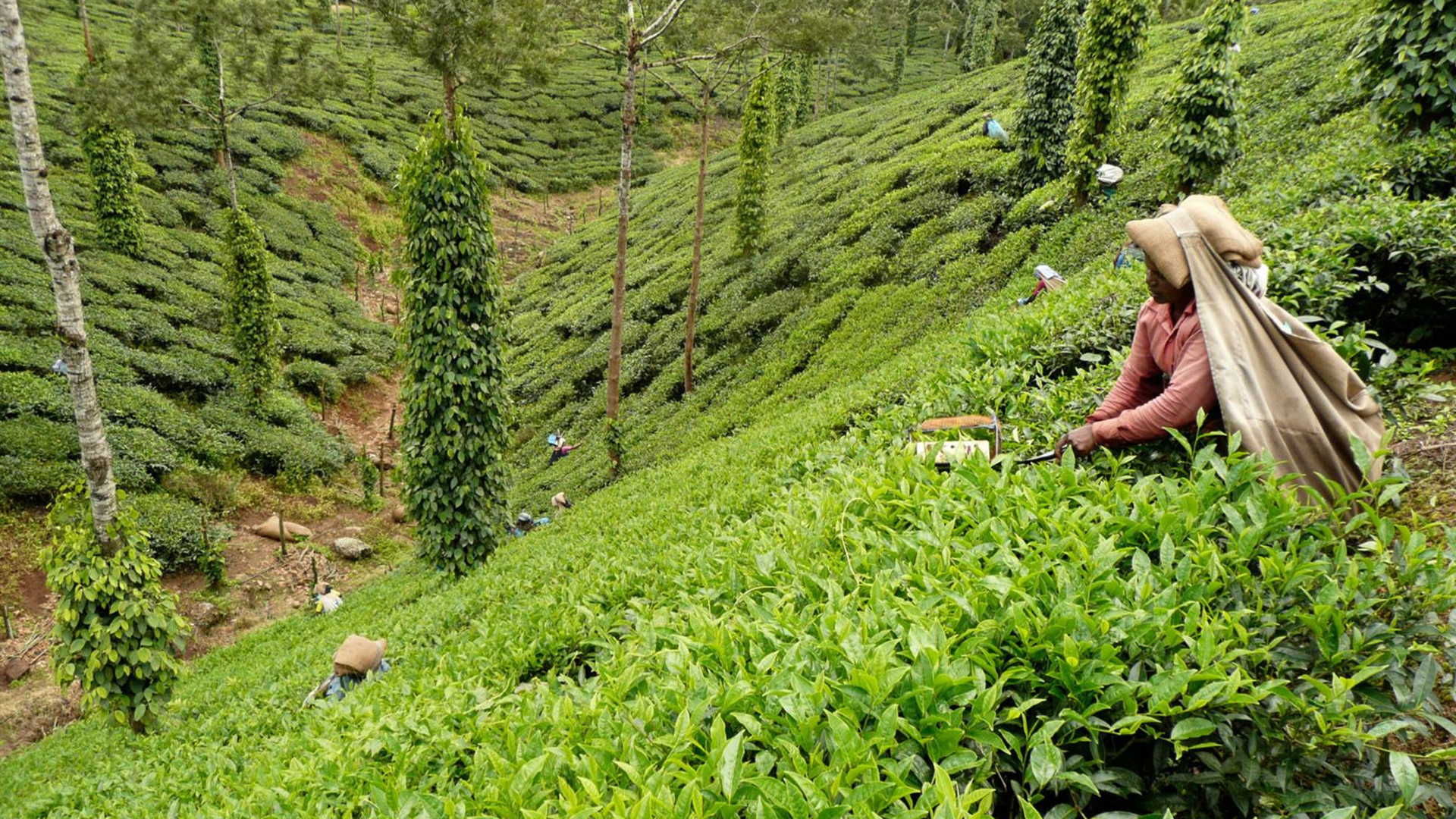Premium North & South India